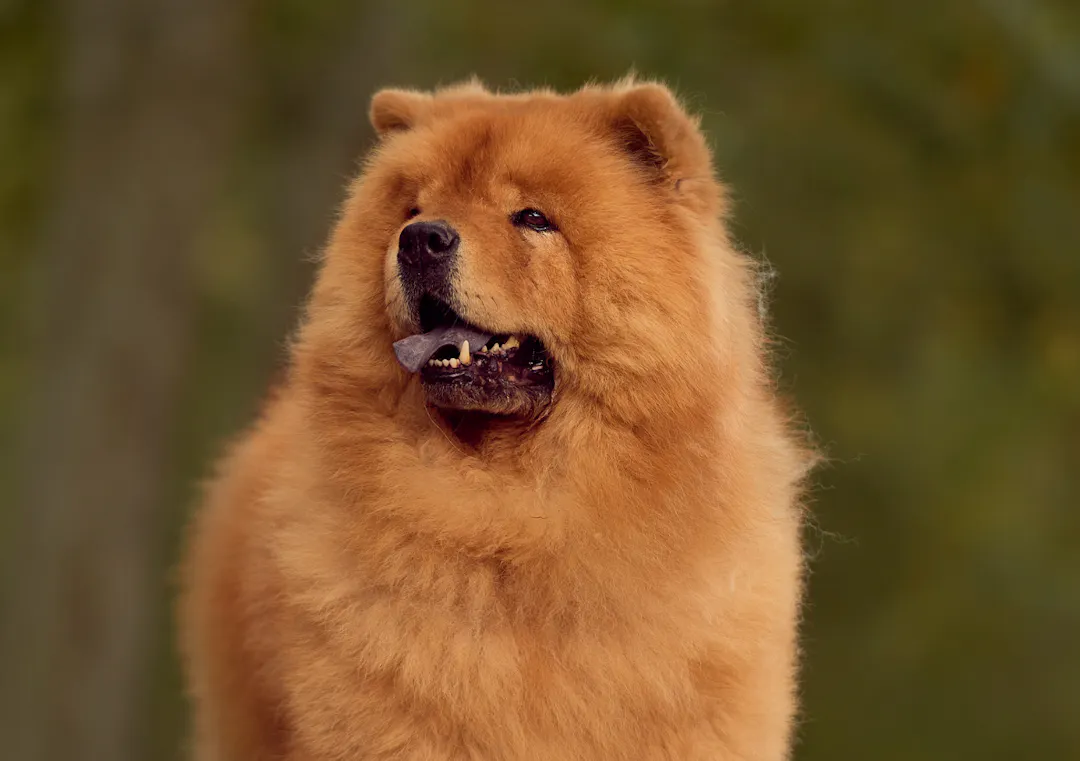 Majestueux Chow Chow qui regarde au loin