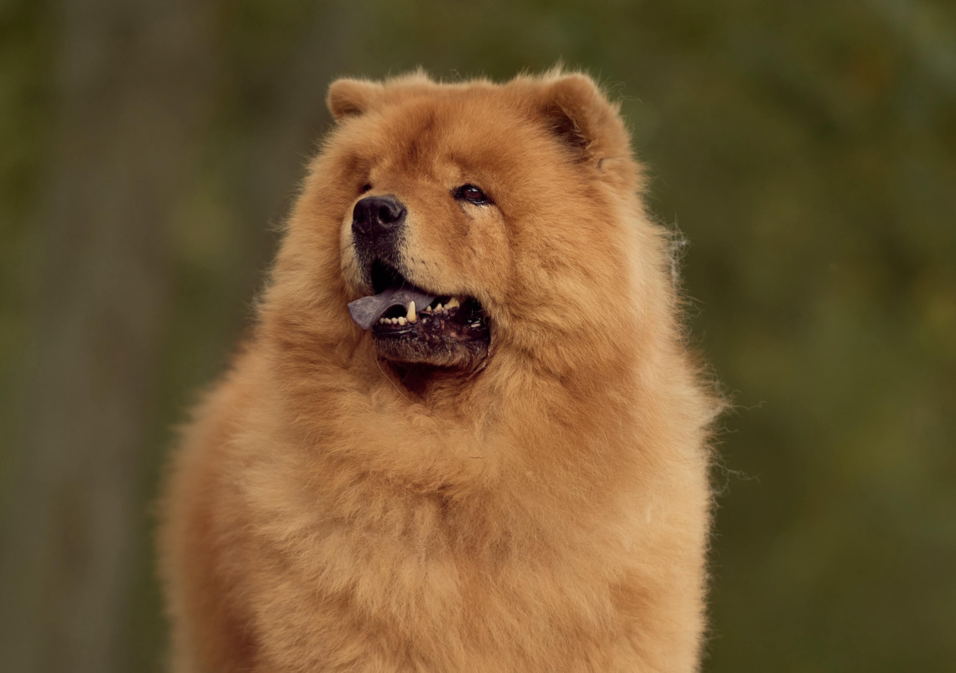 Majestueux Chow Chow qui regarde au loin