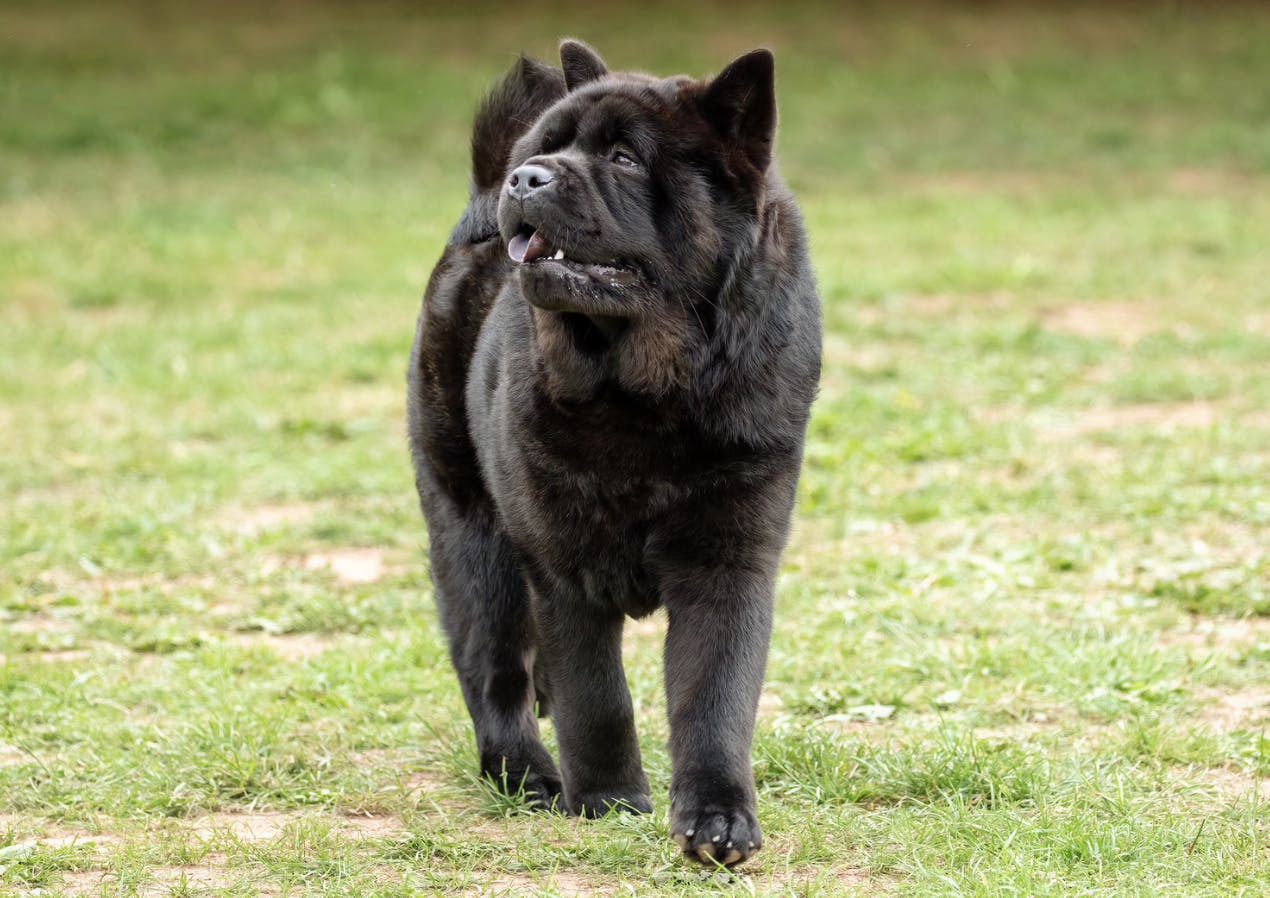 Majestueux Chow Chow noir