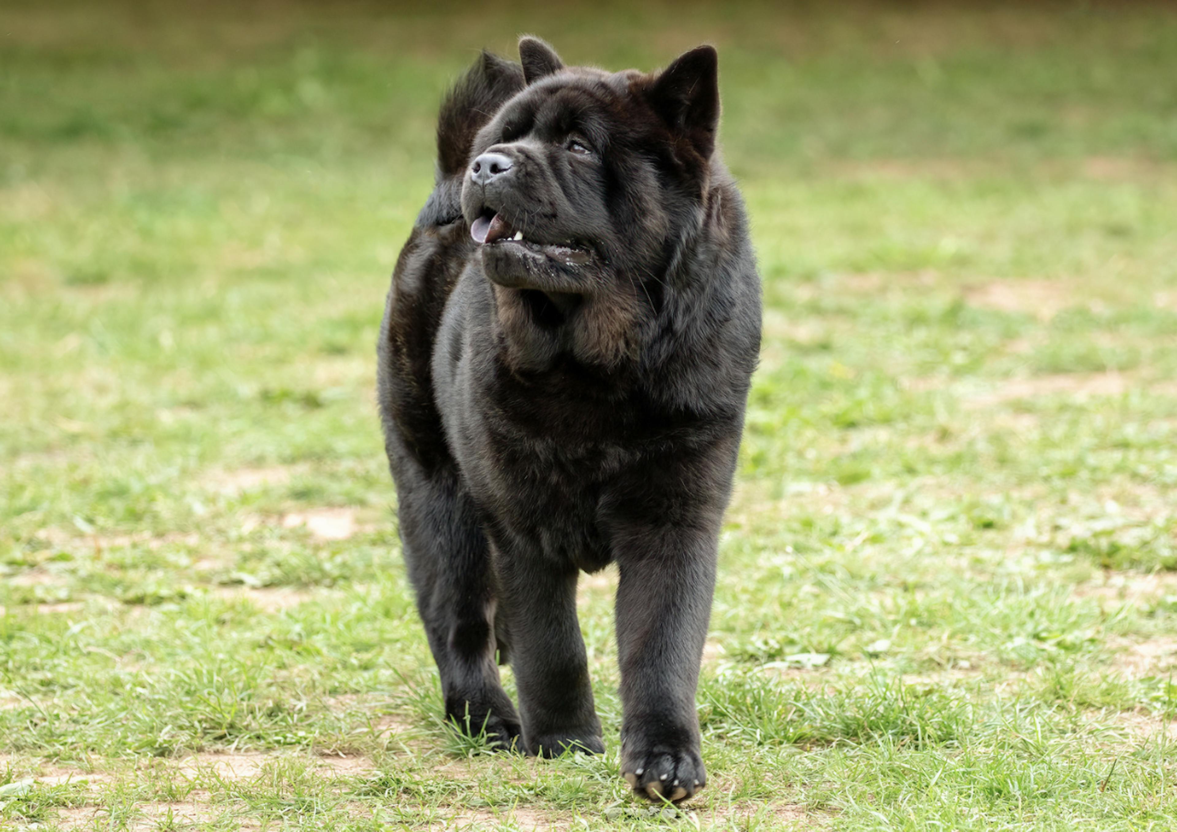 Majestueux Chow Chow noir 