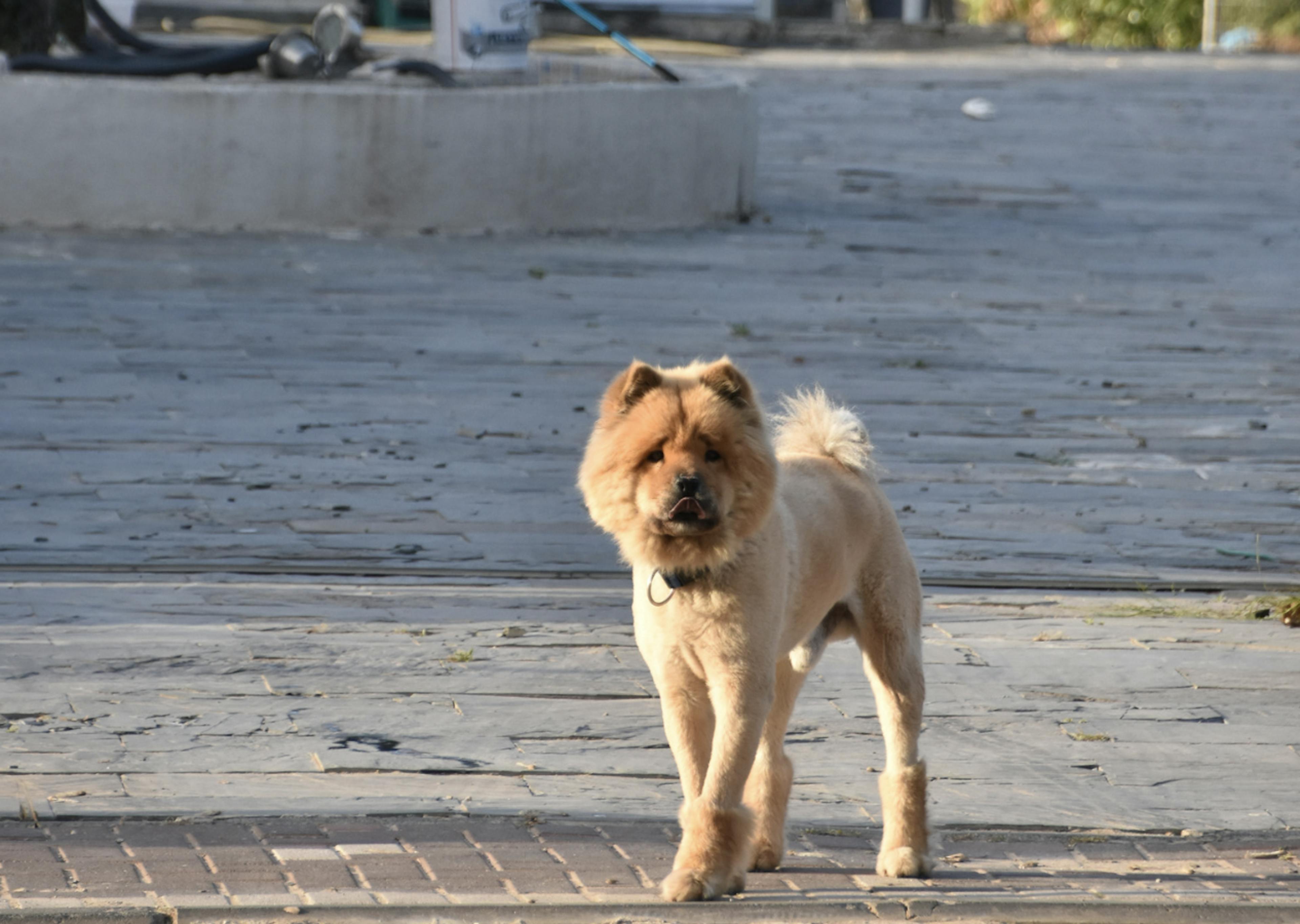 Chow Chow rasé qui marche dans la rue