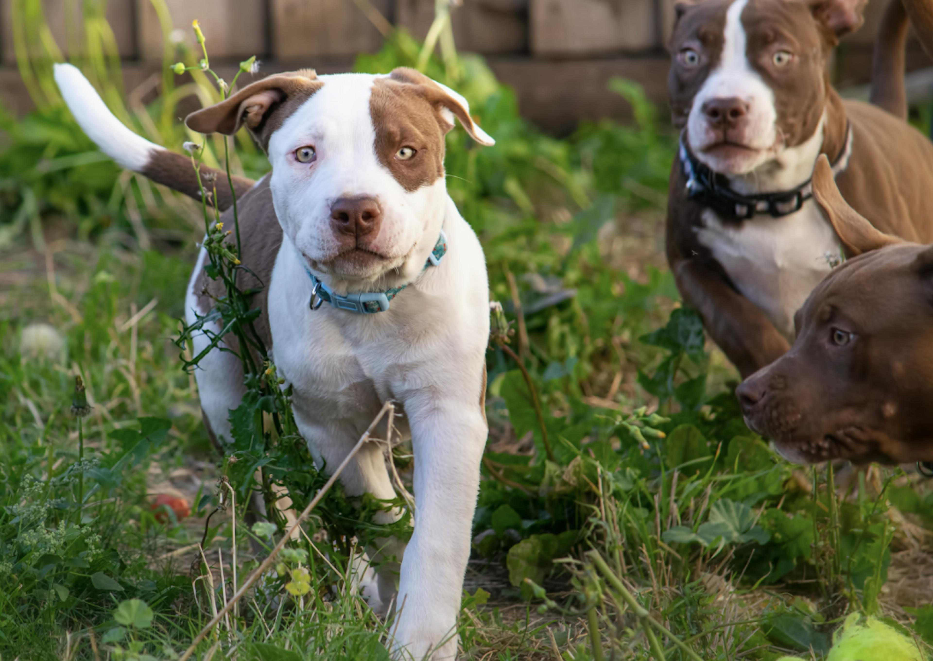 Chiots Pitbull qui jouent dans l'herbe