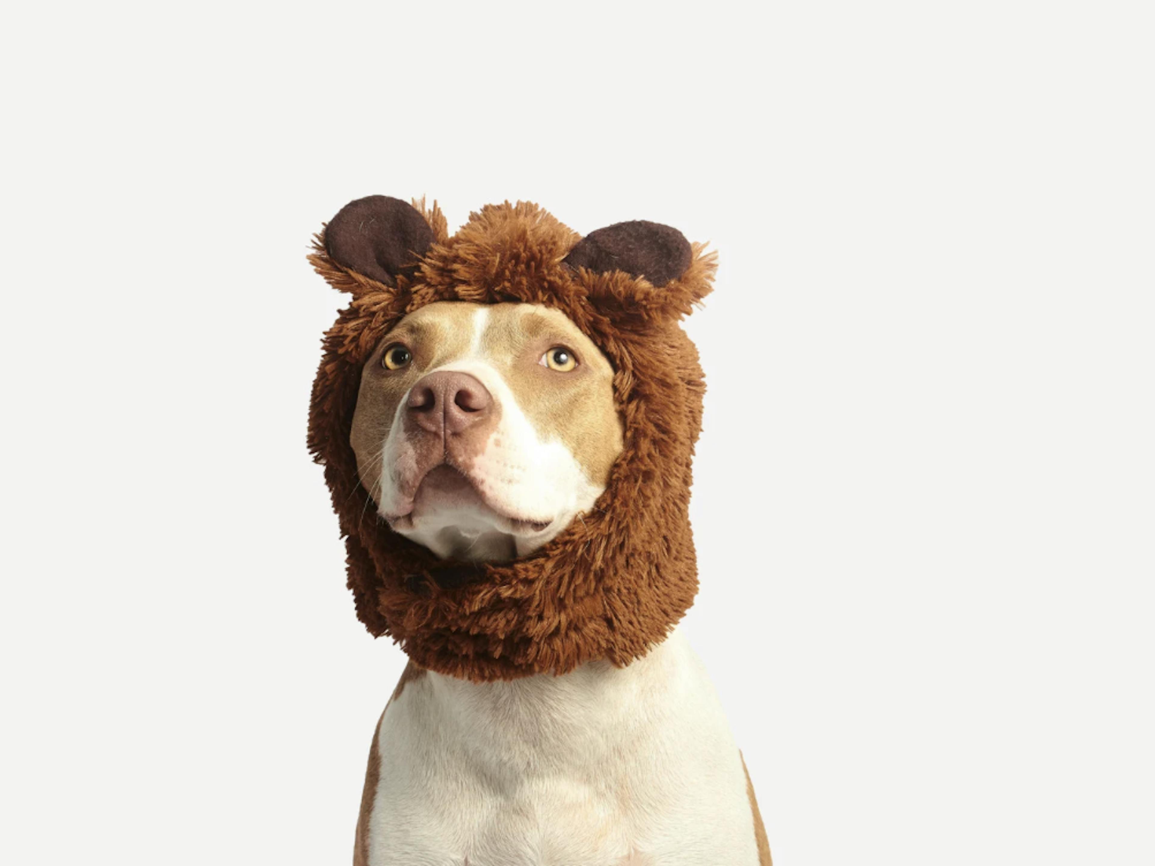 Pitbull avec des petites oreilles d'ours