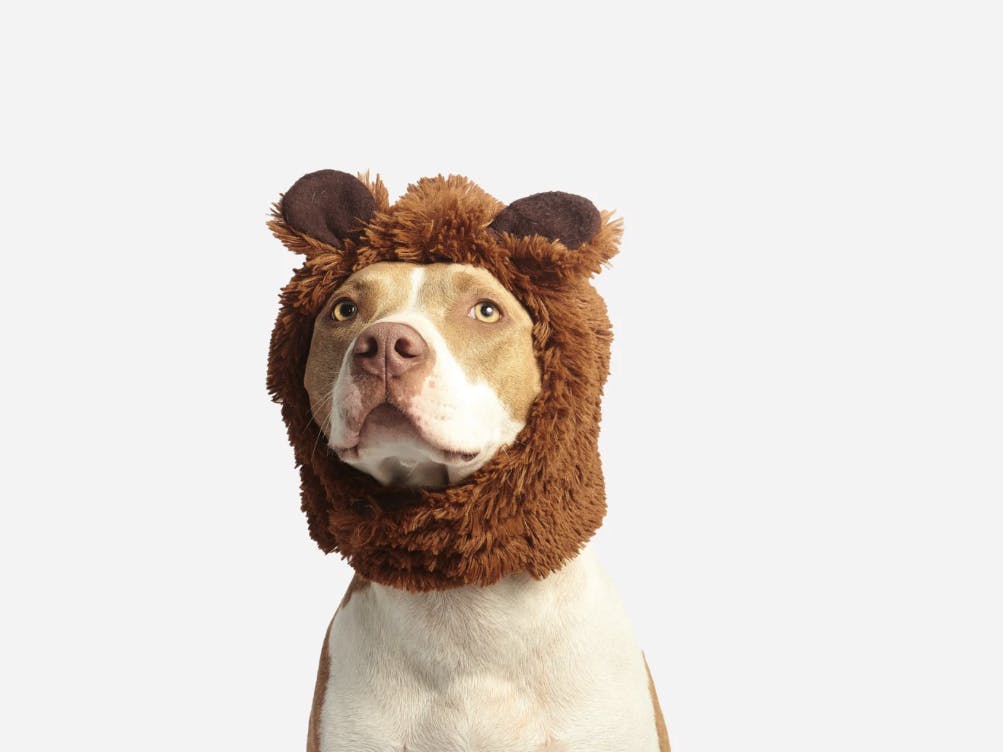 Pitbull avec des petites oreilles d'ours