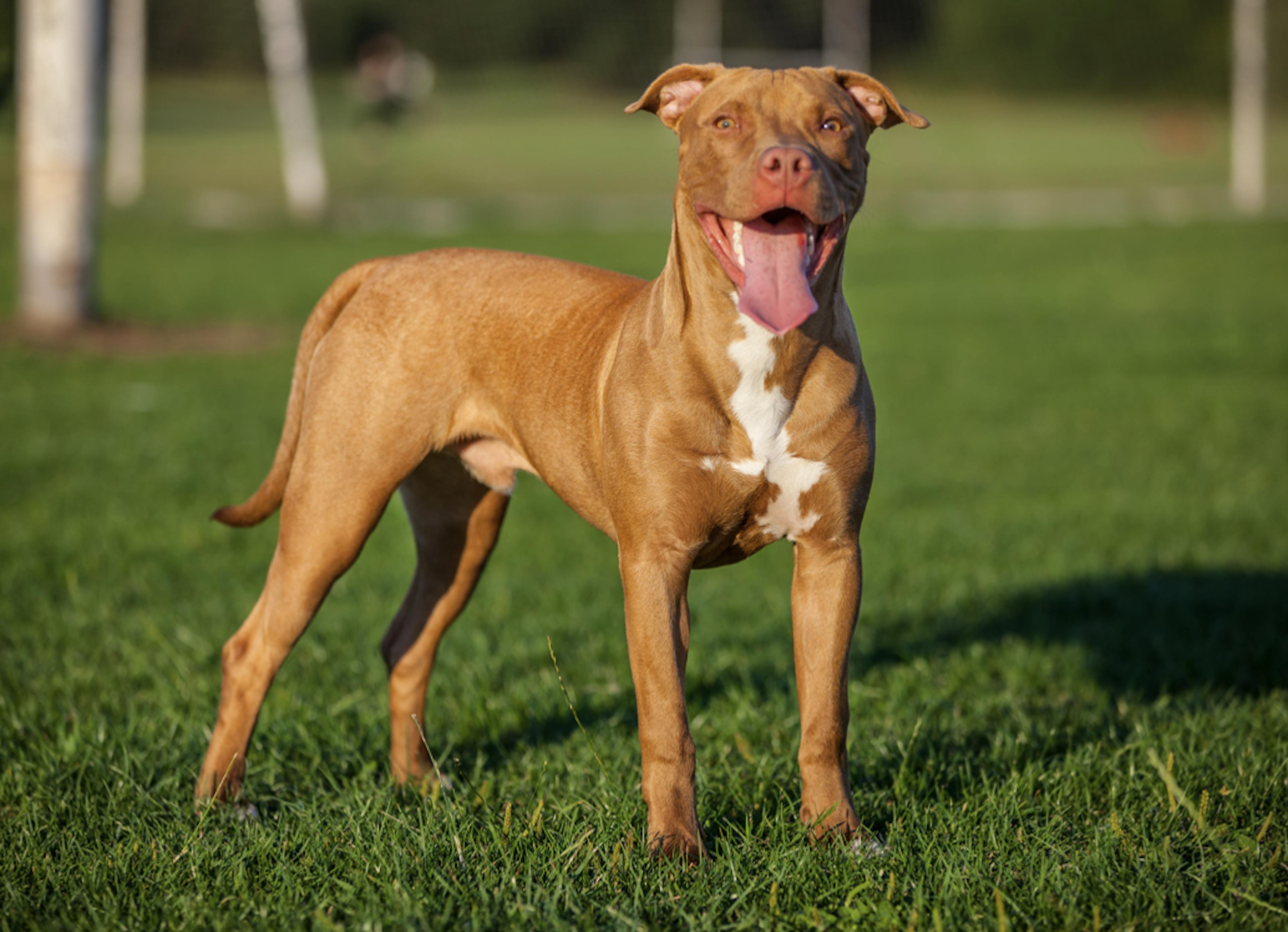 Majestueux Pitbull fauve