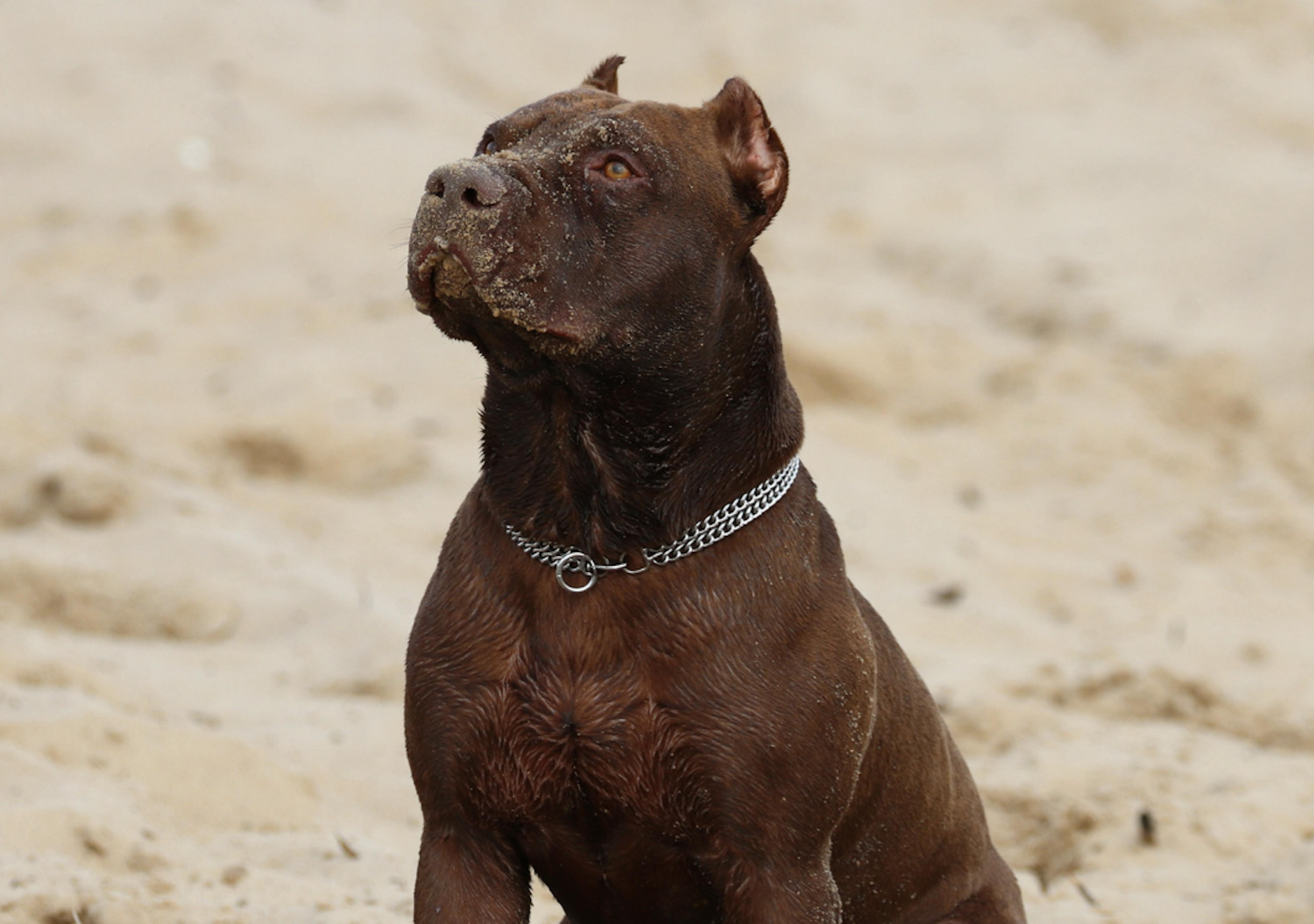 Pitbull assis sur la plage