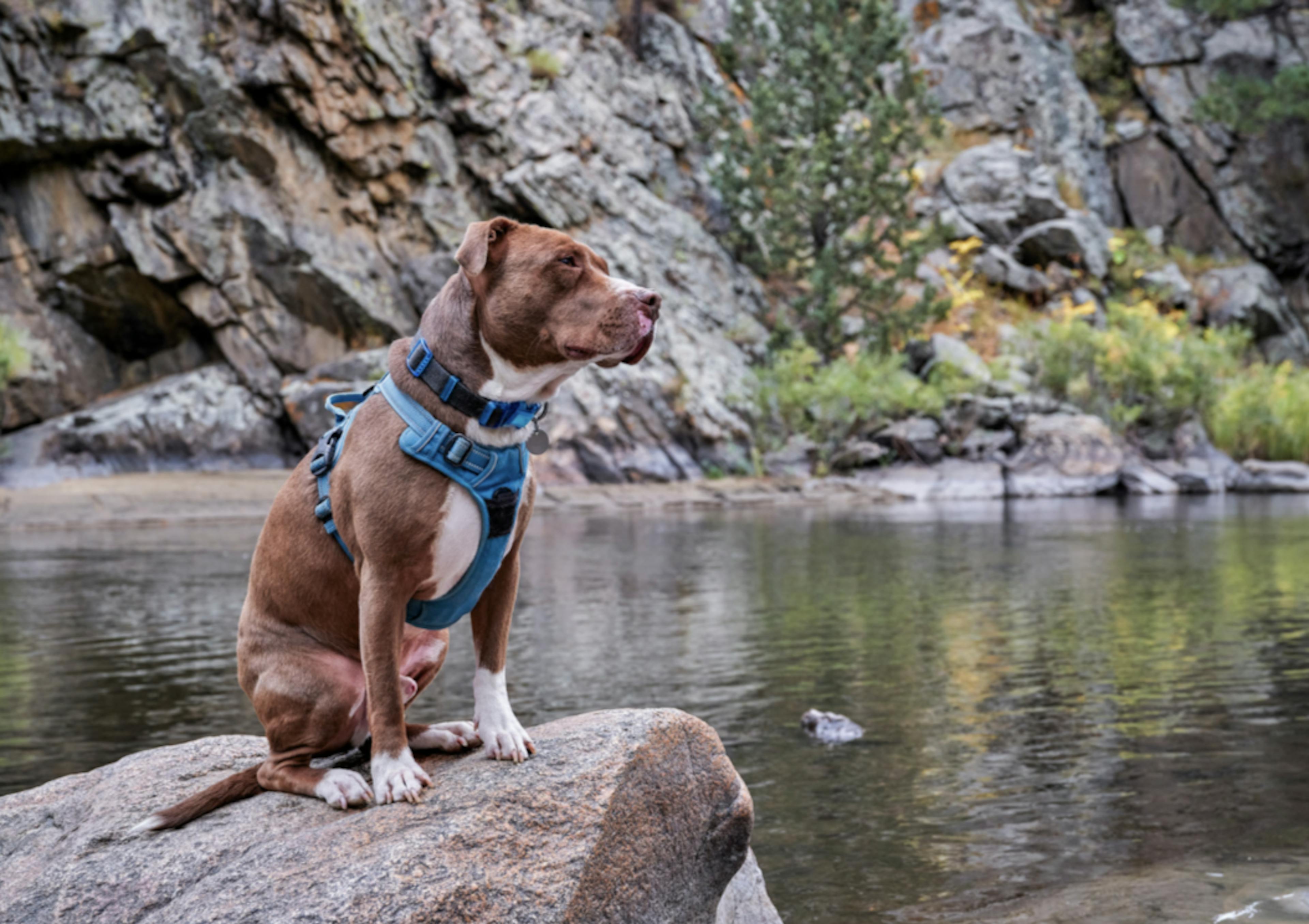 Pitbull assis devant un lac