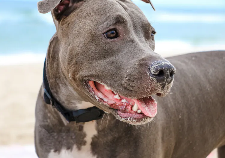 Pitbull avec du sable dans la bouche