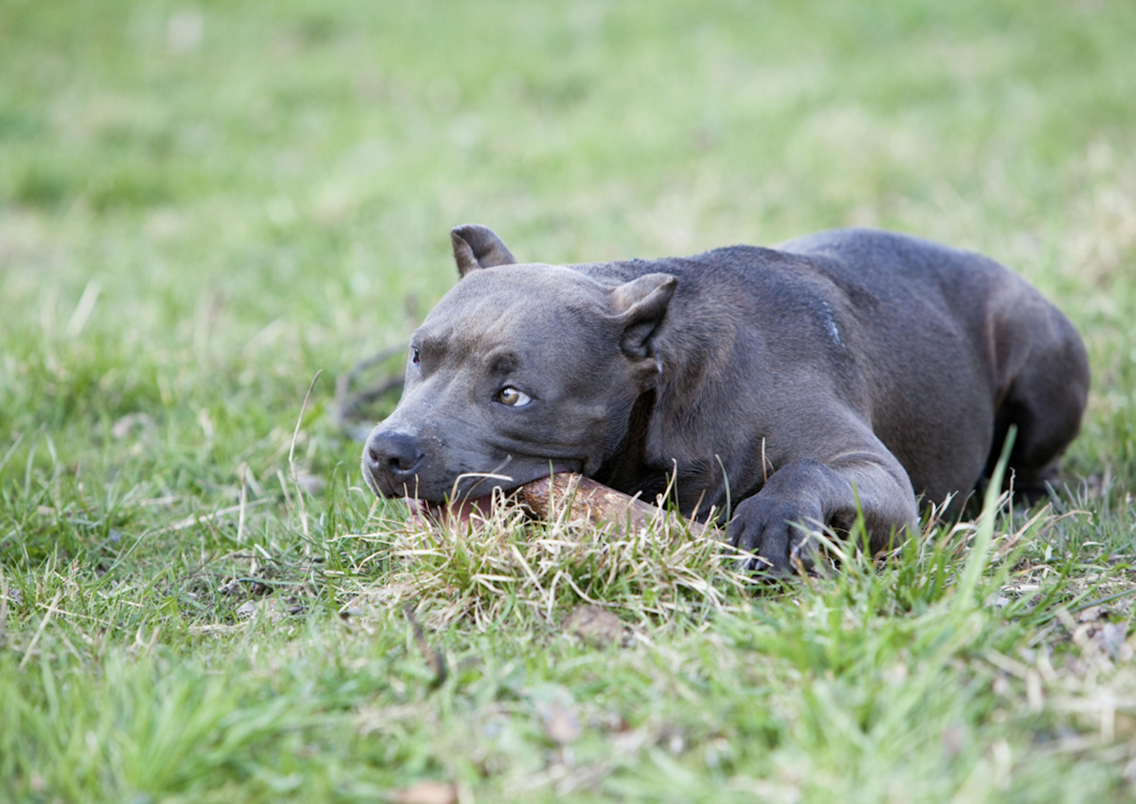 Chiot Pitbull qui mordille un bâton