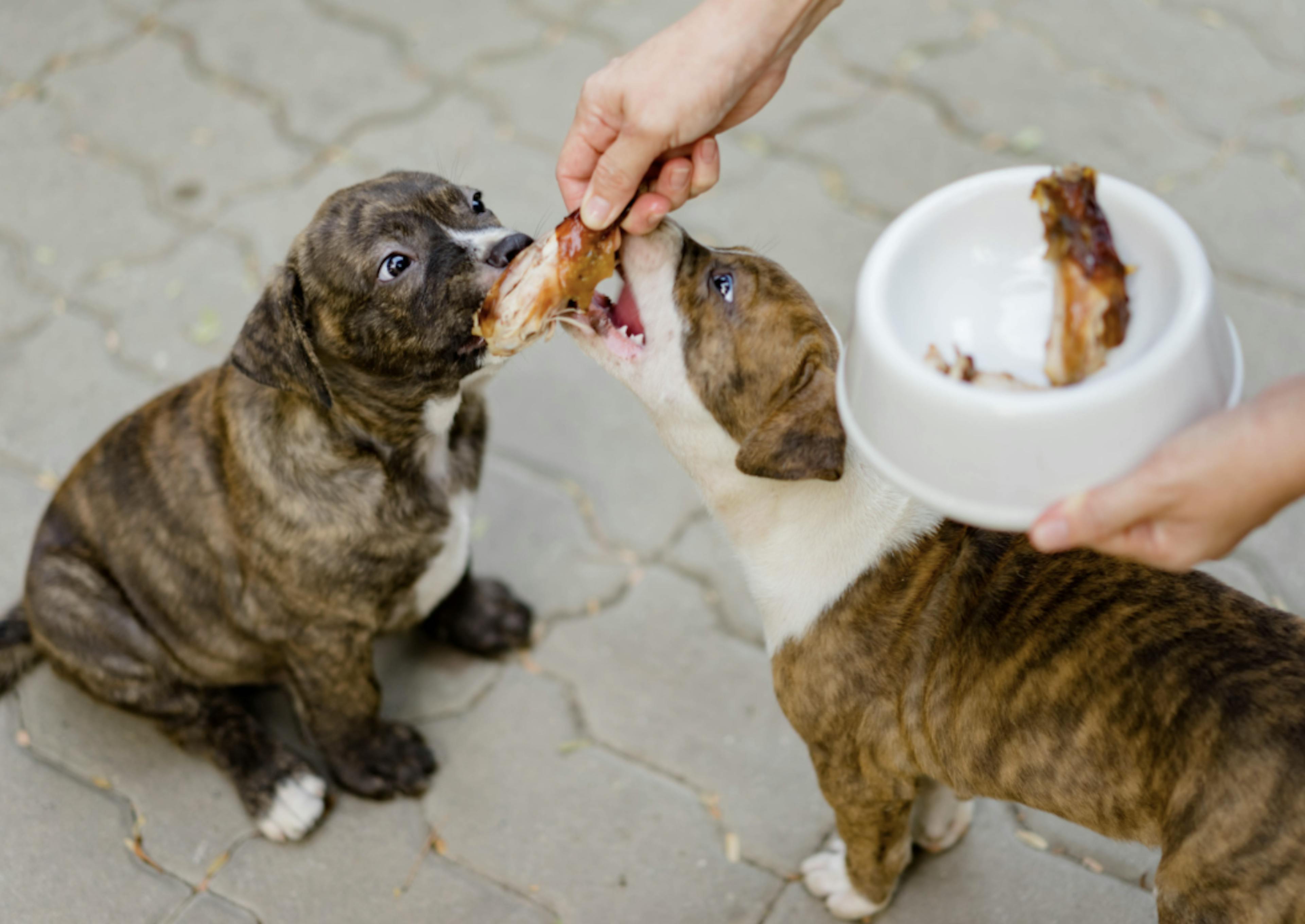 Deux Pitbull qui dégustent un tenders 