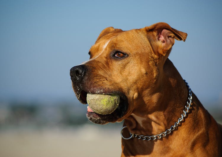 Photo portrait d'un pitbull avec une balle dans la gueule