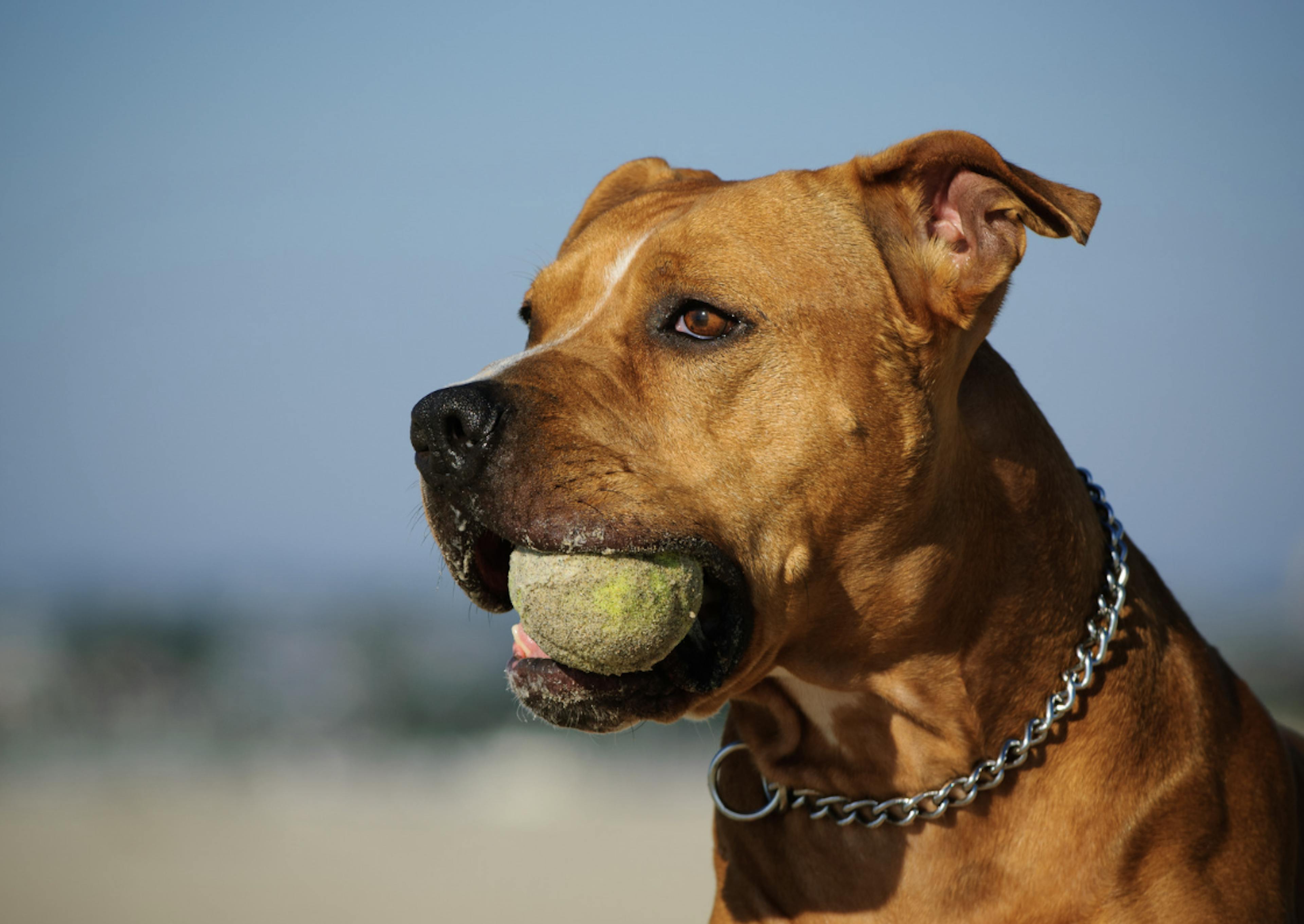 Photo portrait d'un pitbull avec une balle dans la gueule 