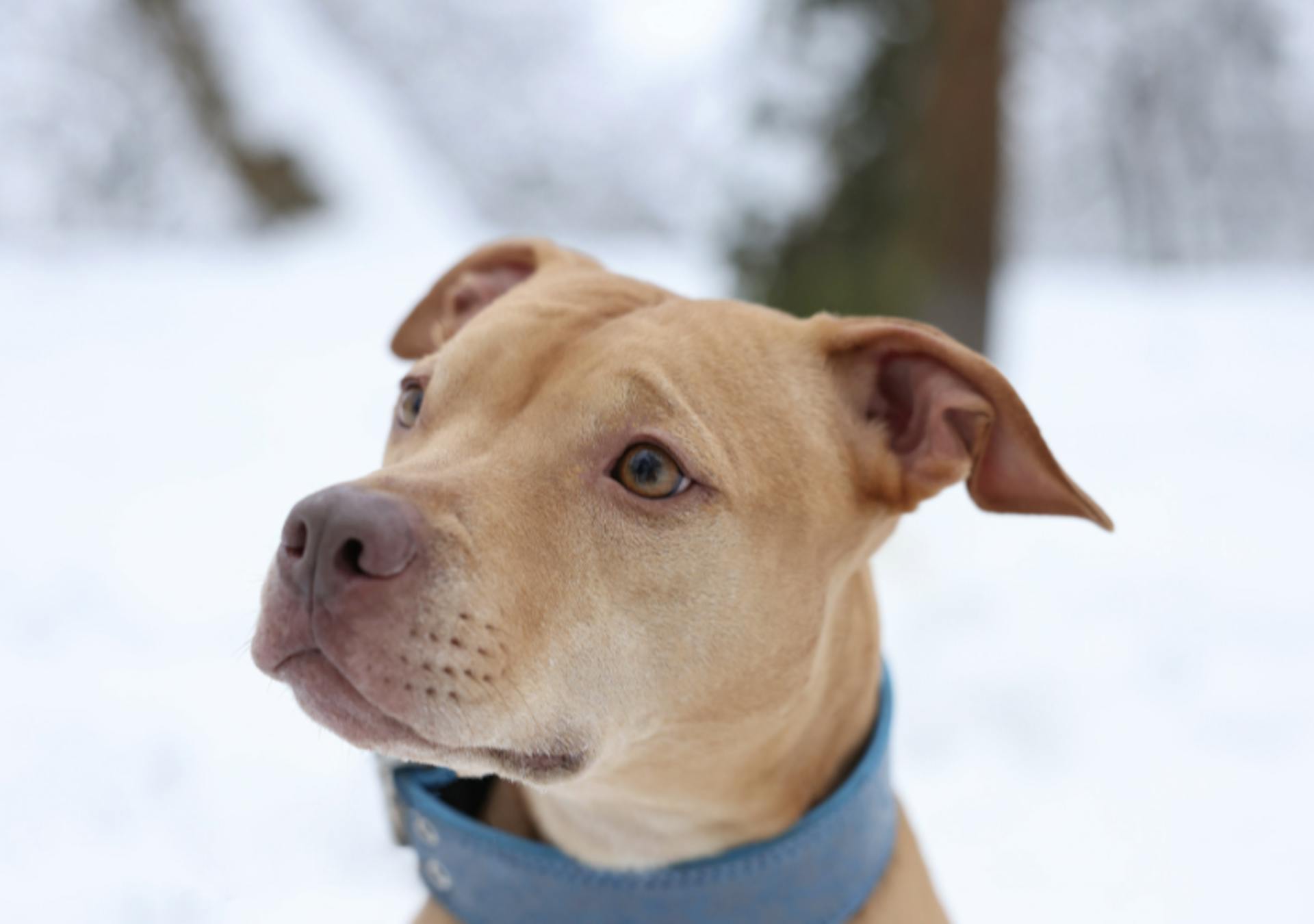 Photo portrait d'un Pitbull dans la neige