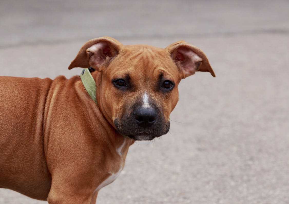 Bébé Pitbull
