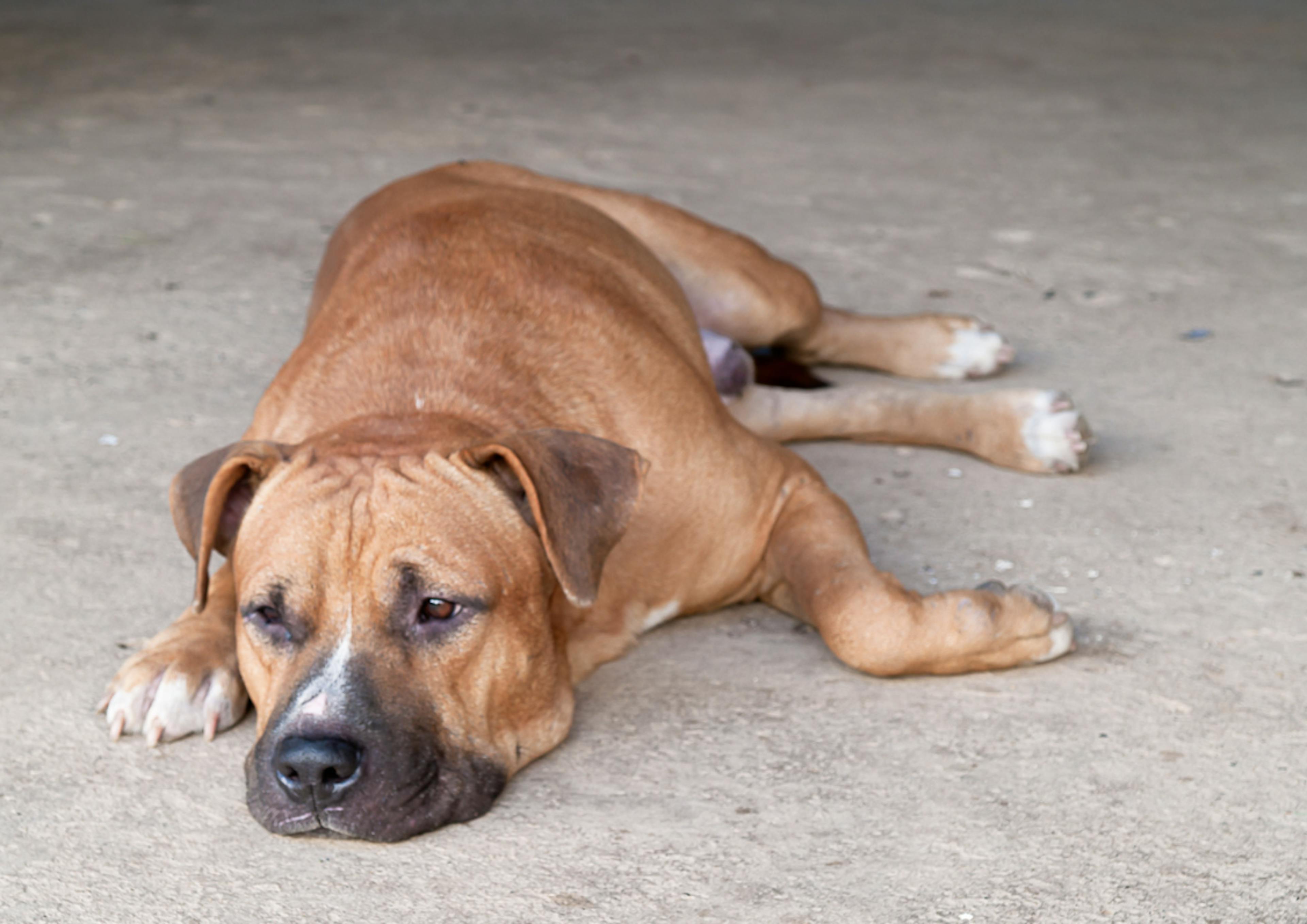 Pitbull couché par terre