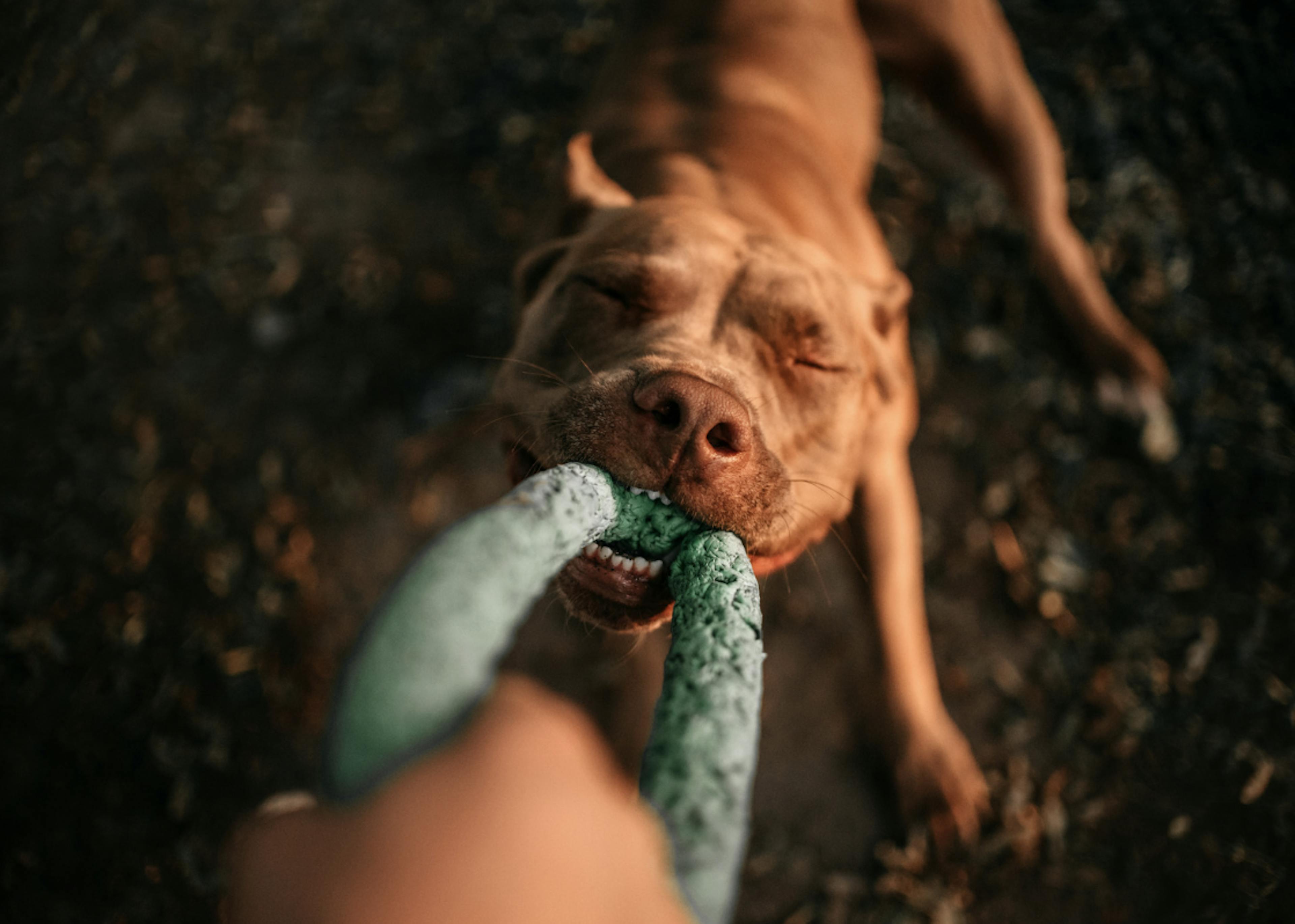 Pitbull qui tire à la corde