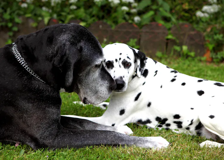 Vieux Dog Allemand noir qui câline un Dalmatien