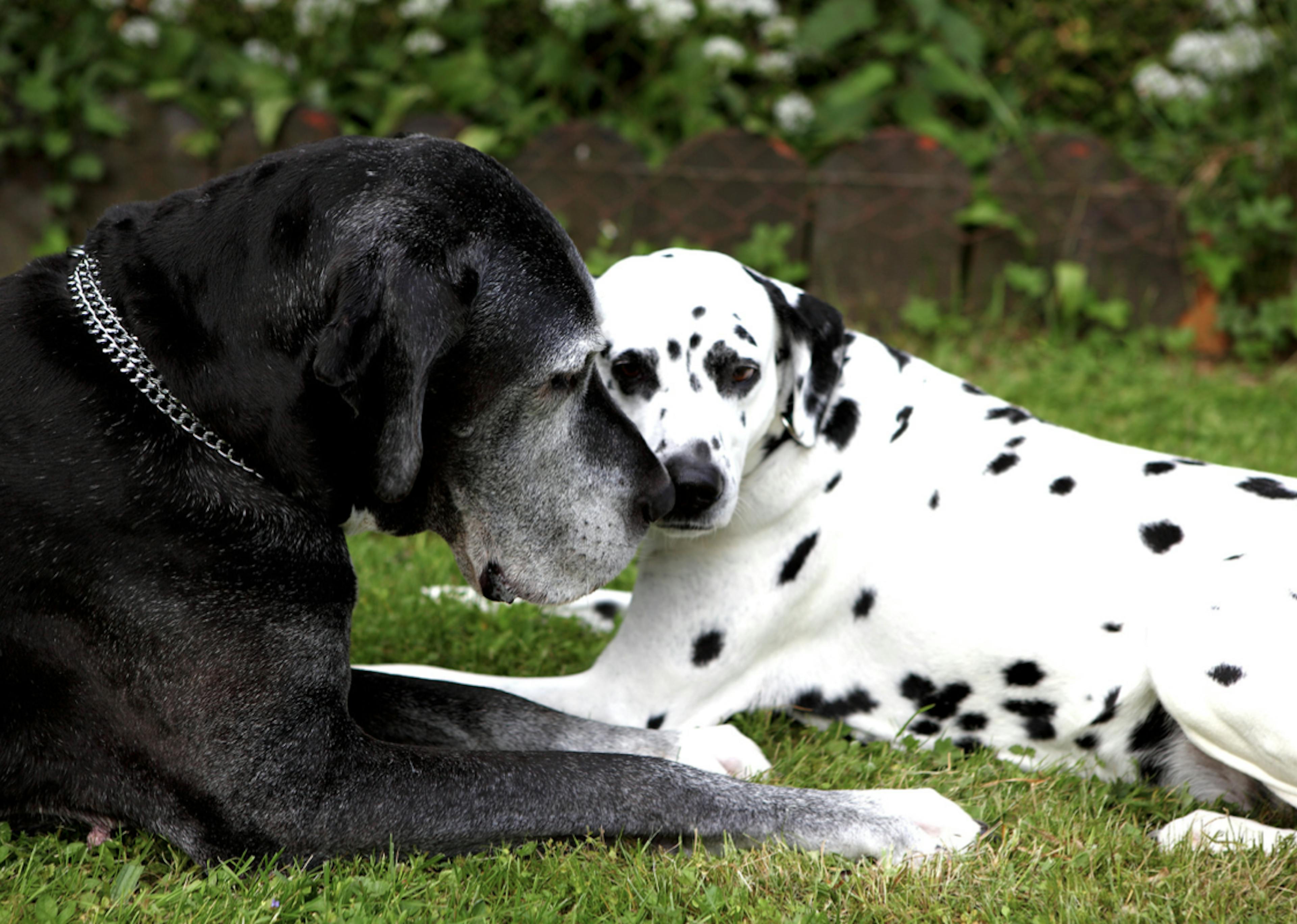 Vieux Dog Allemand noir qui câline un Dalmatien