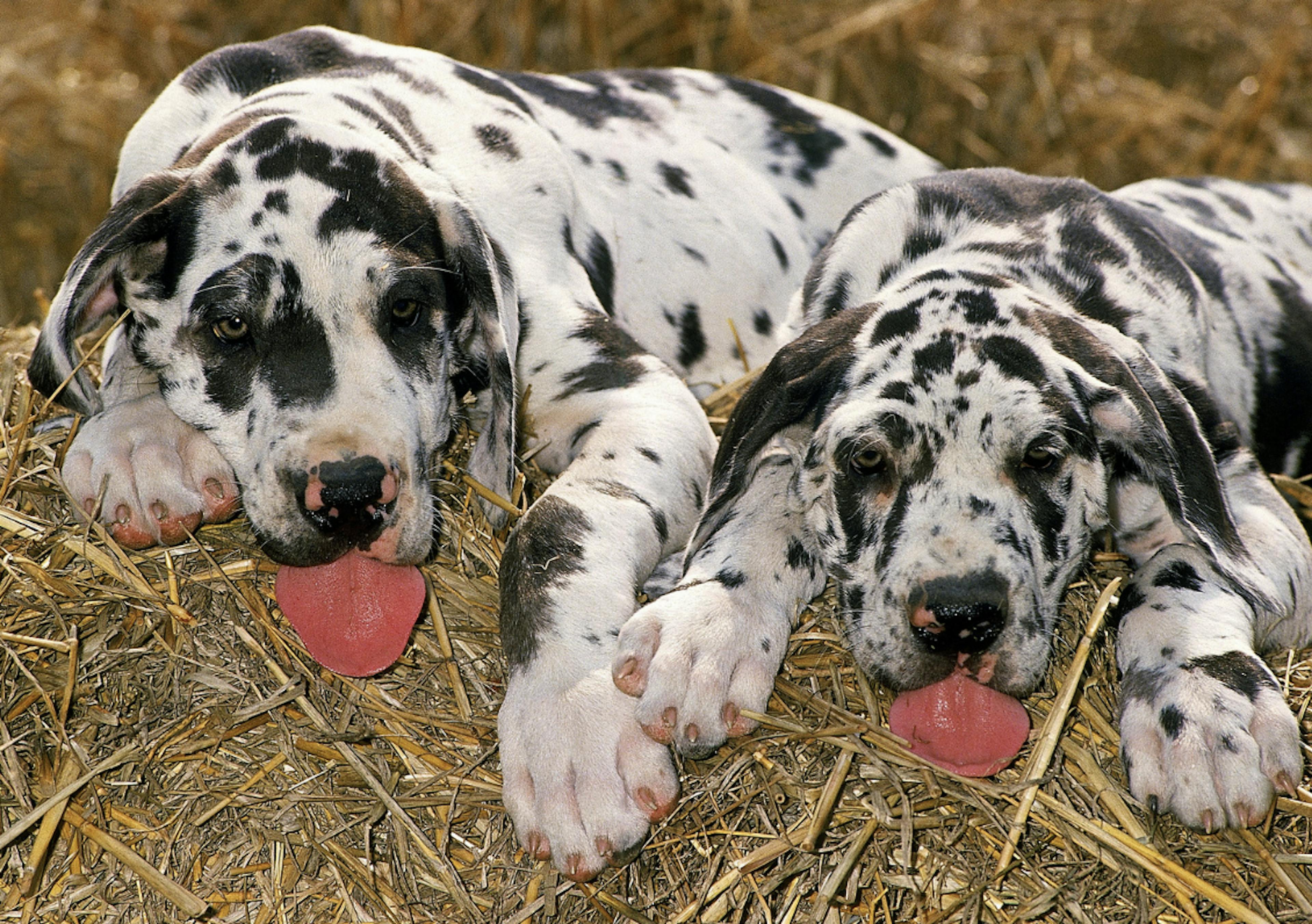 Deux chiots Dog Allemand tachetés sur une motte de paille