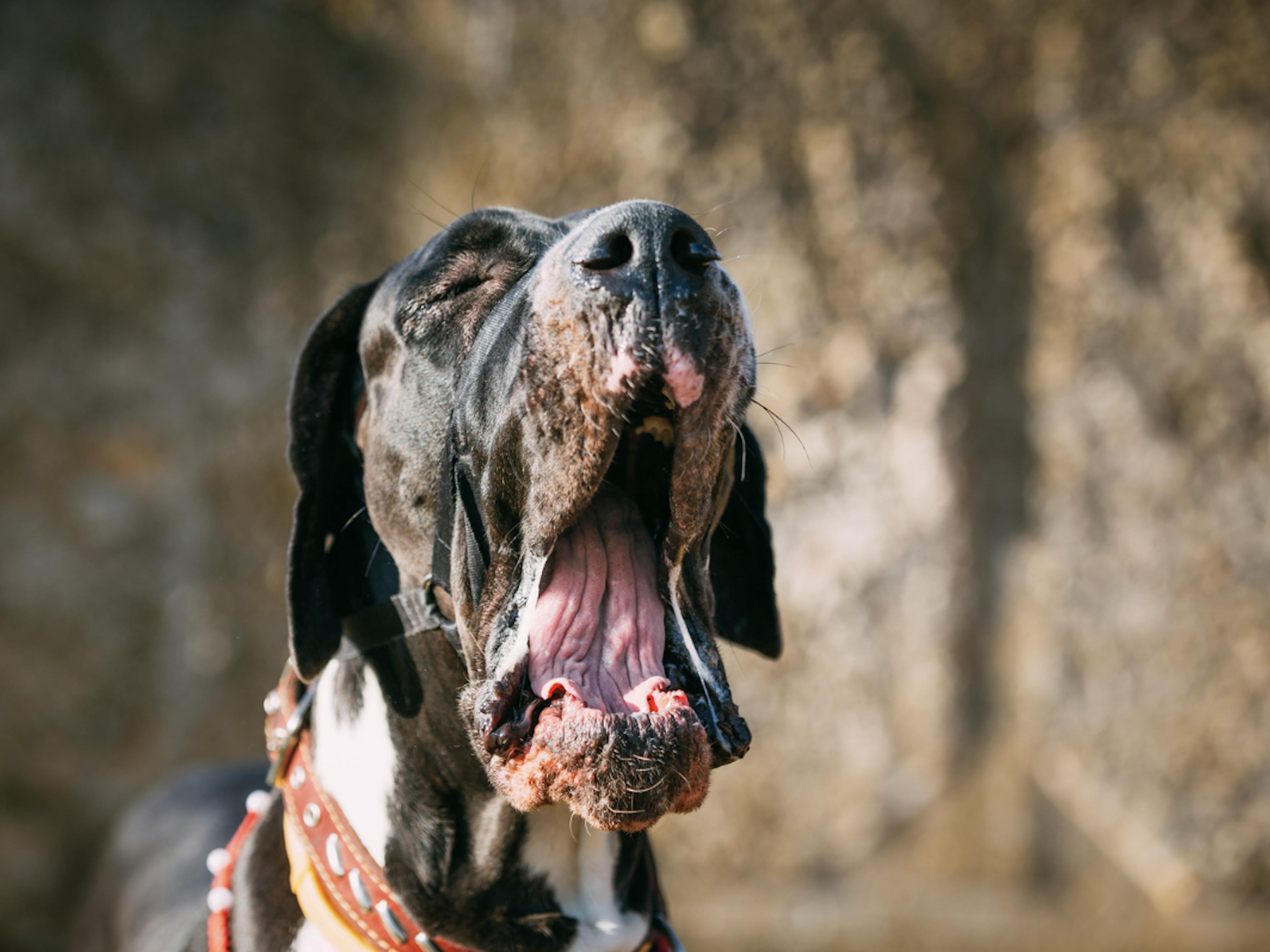 Dog Allemand qui baille