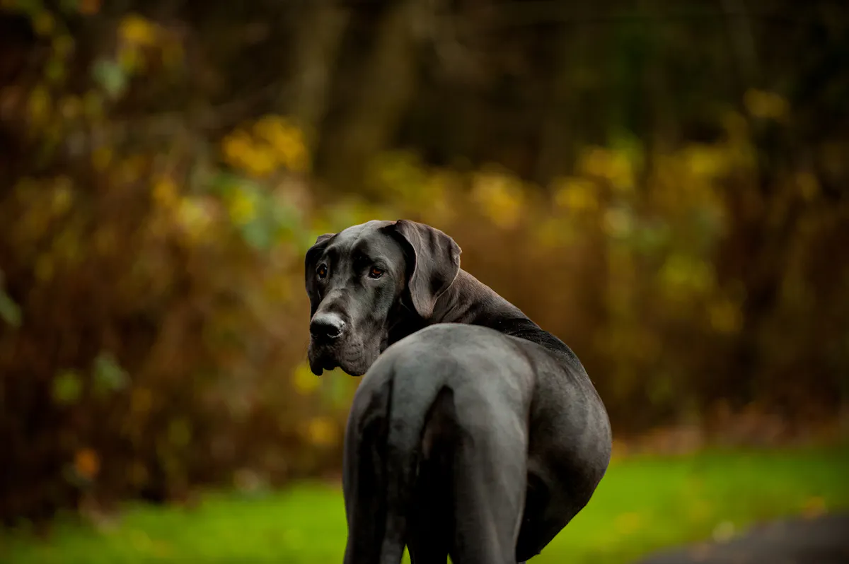 Dog Allemand qui regarde derrière lui