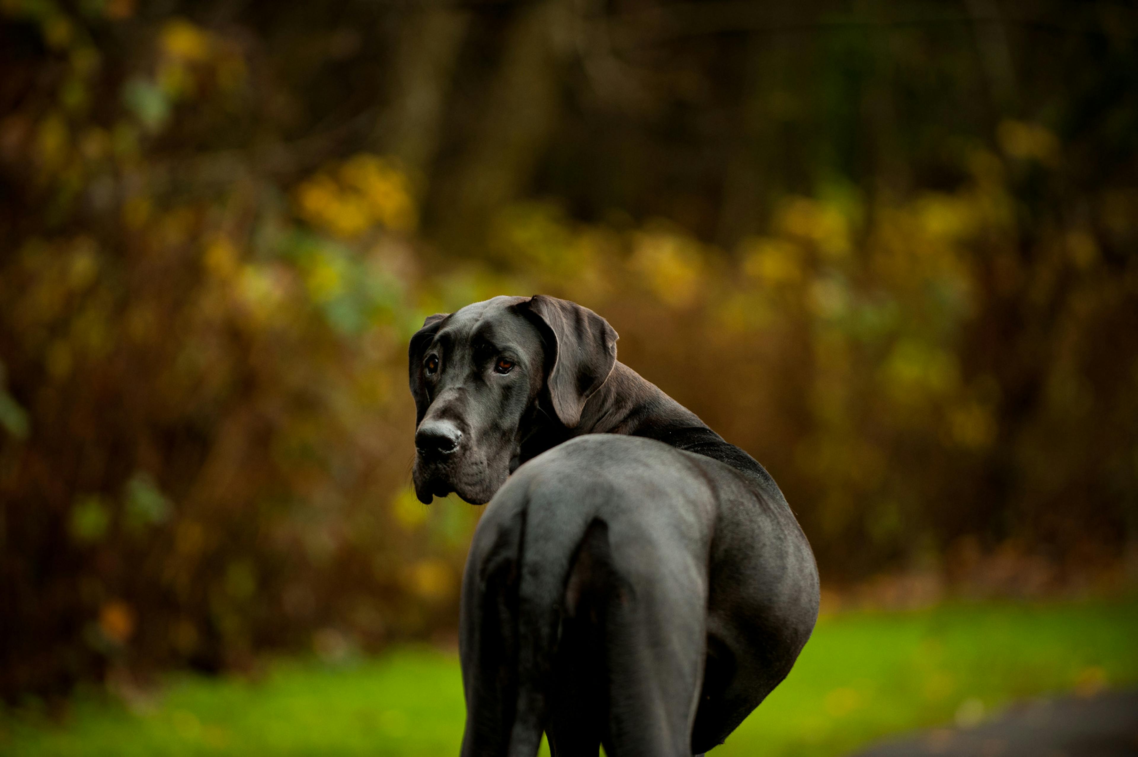 Dog Allemand qui regarde derrière lui 