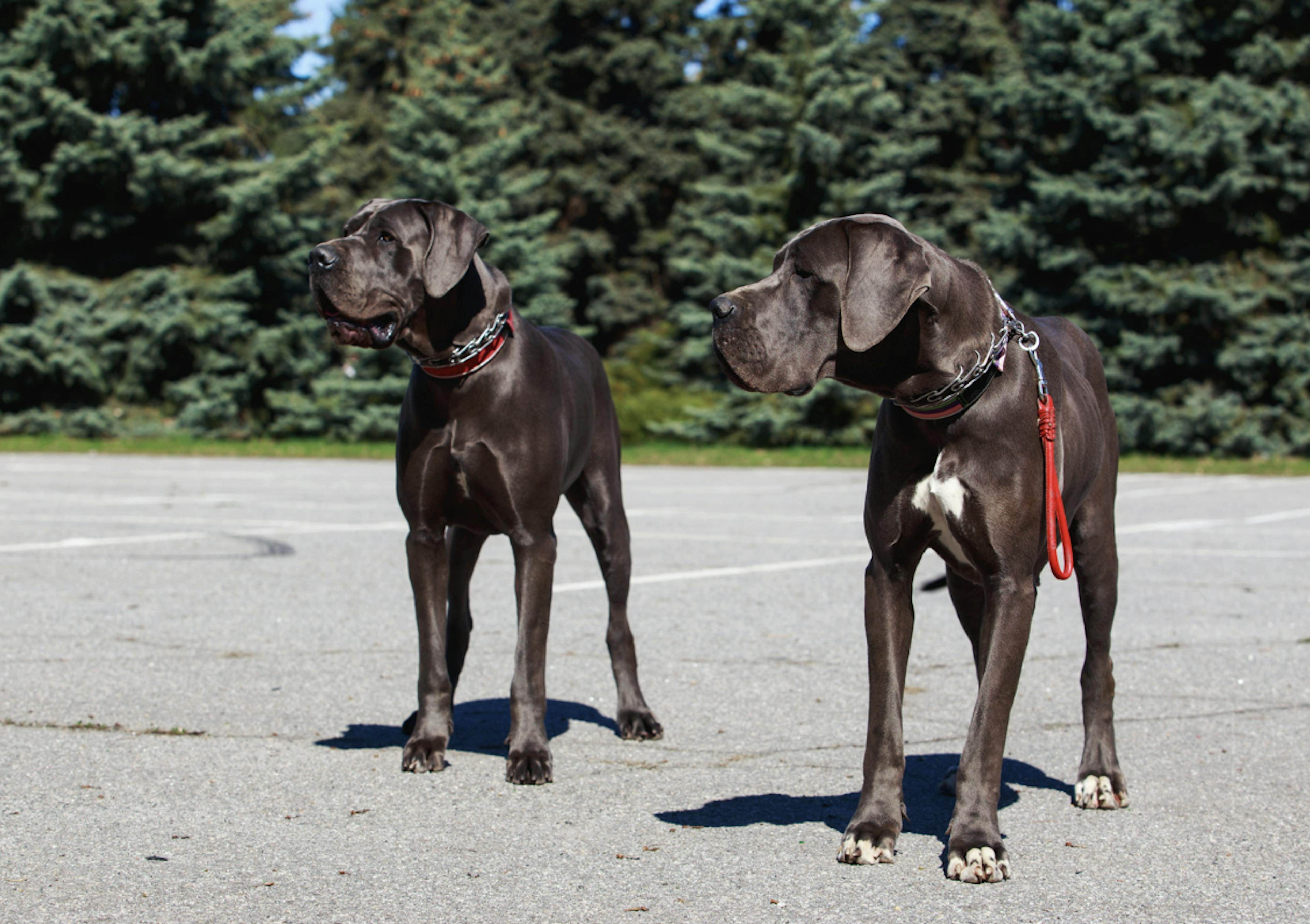 Deux majestueux Dog Allemand sur un parking à ciel ouvert