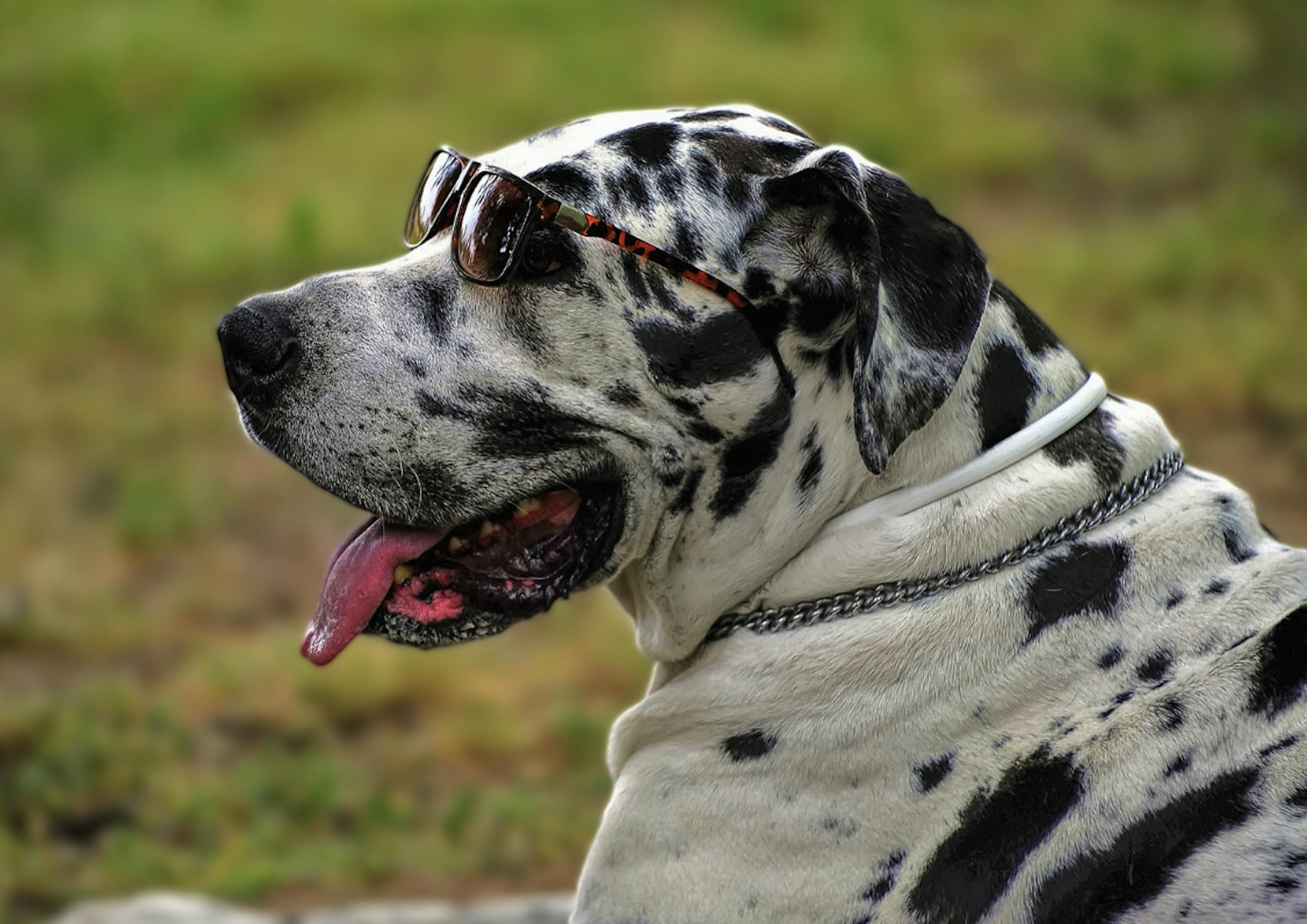 Dog Allemand tacheté avec des lunettes de soleil 