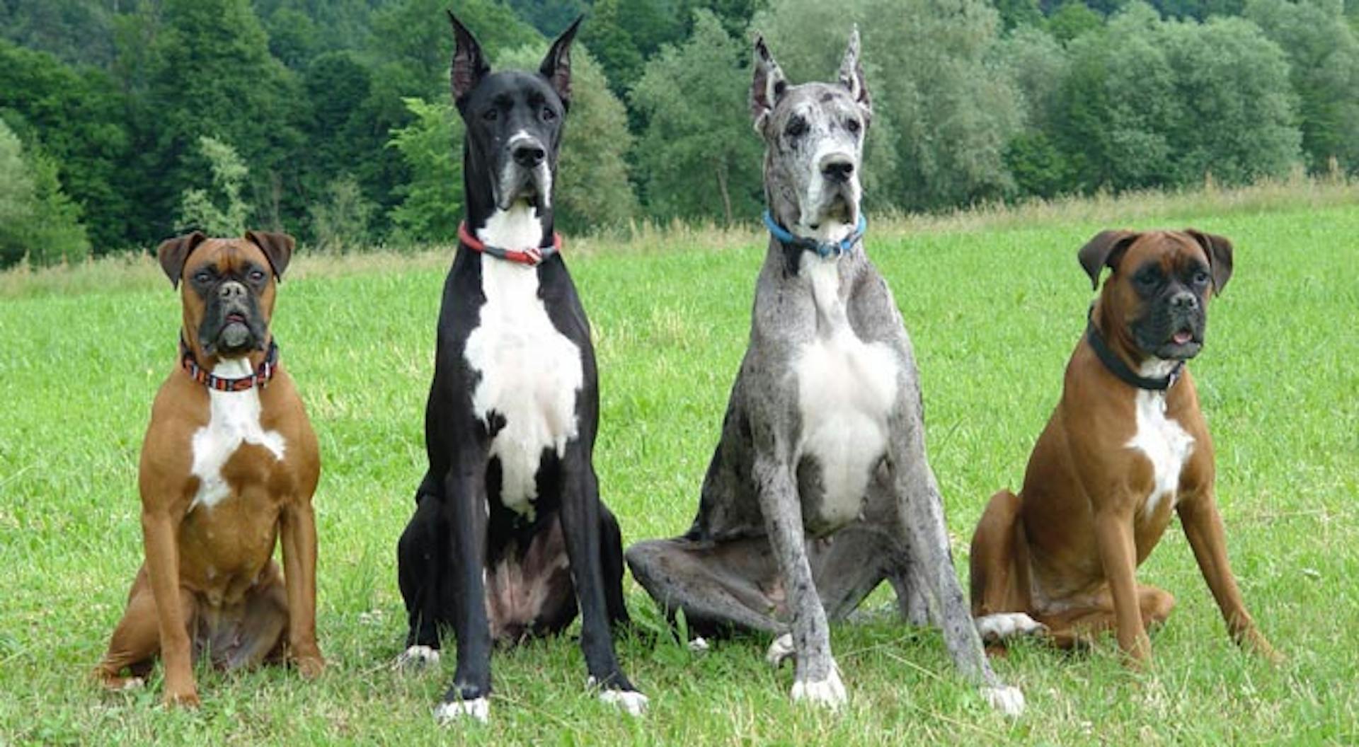 Deux Dog Allemand assis à côté de deux Boxer