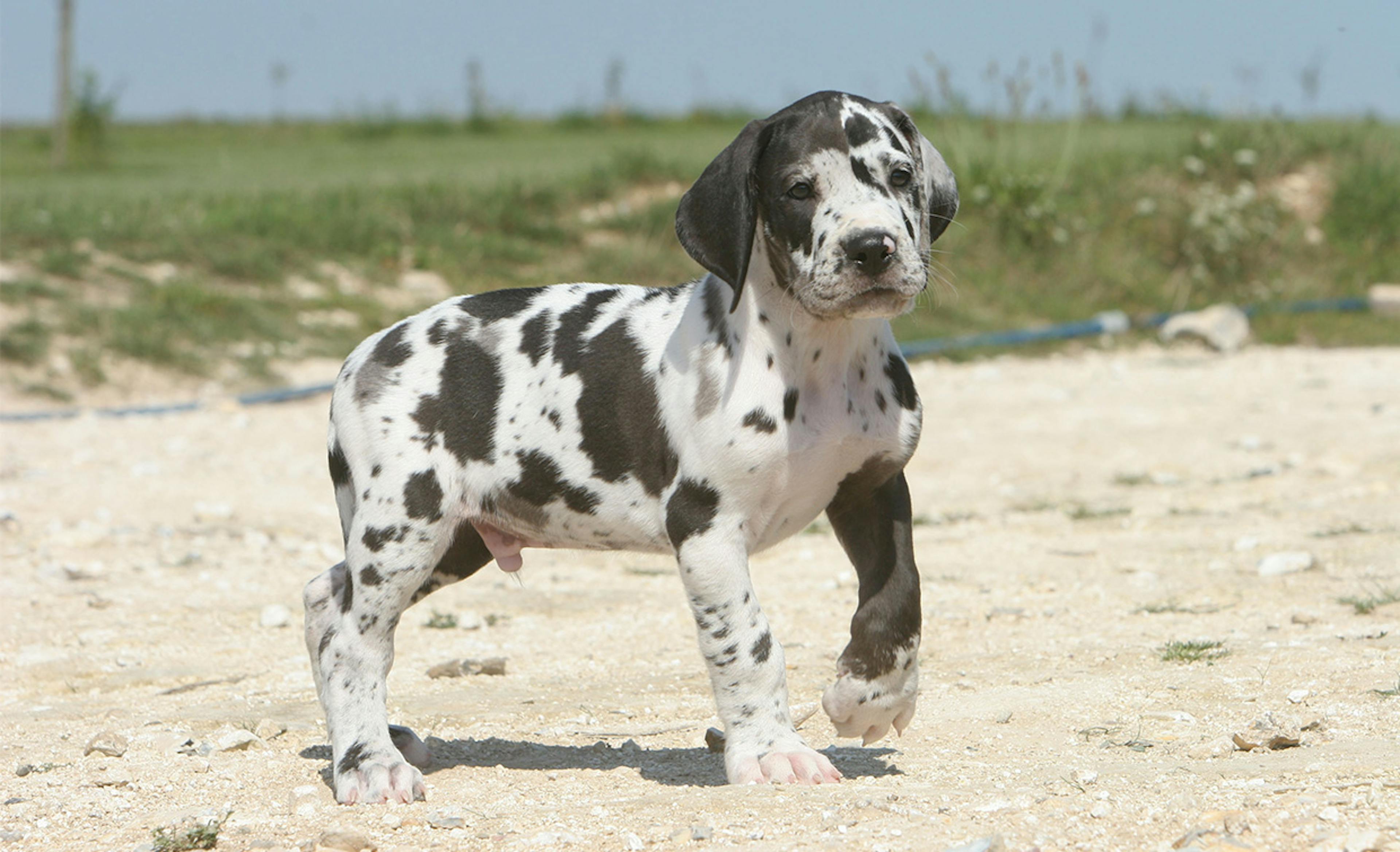 Chiot Dog Allemand sur la plage