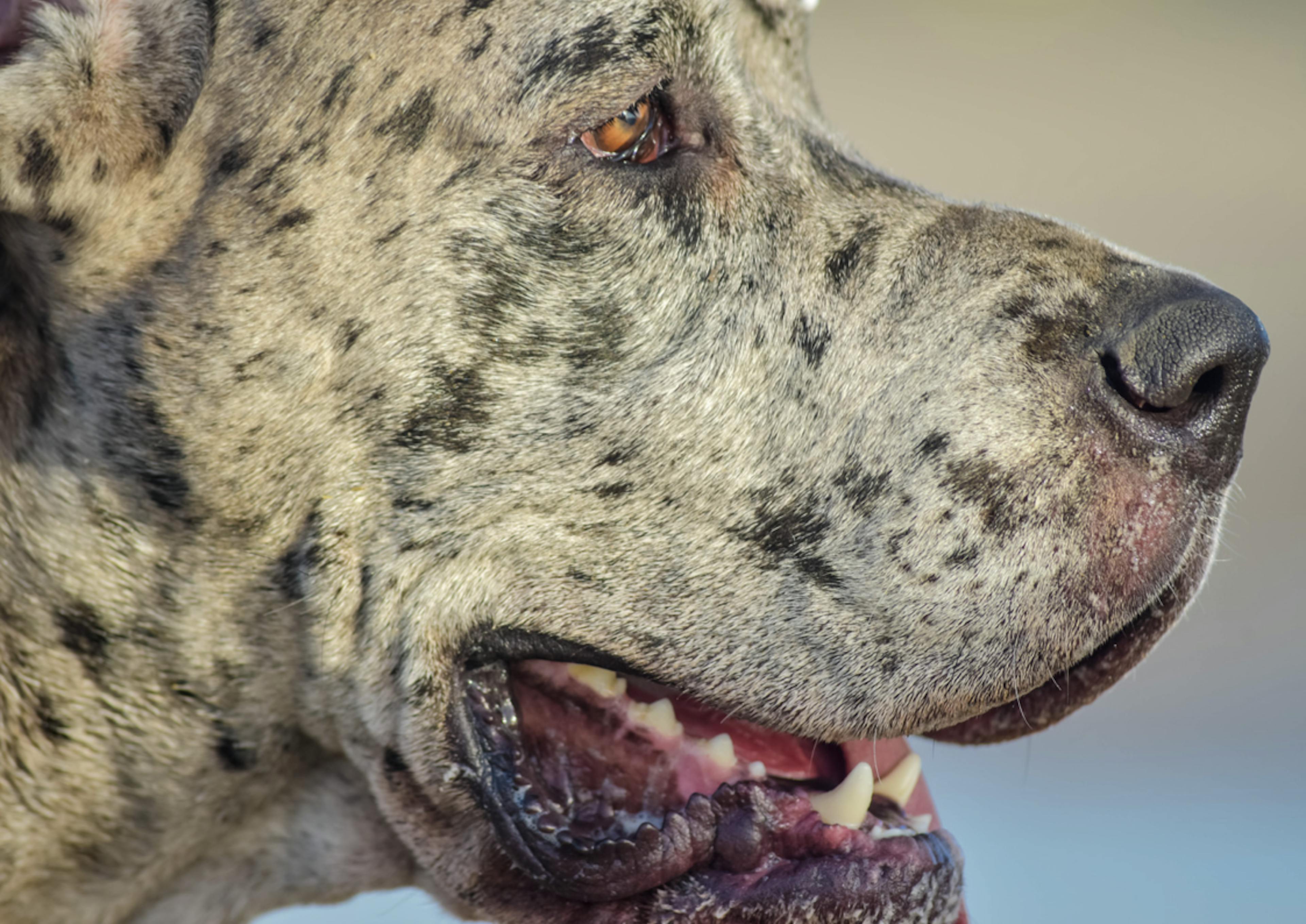 Photo portrait d'un Dog Allemand