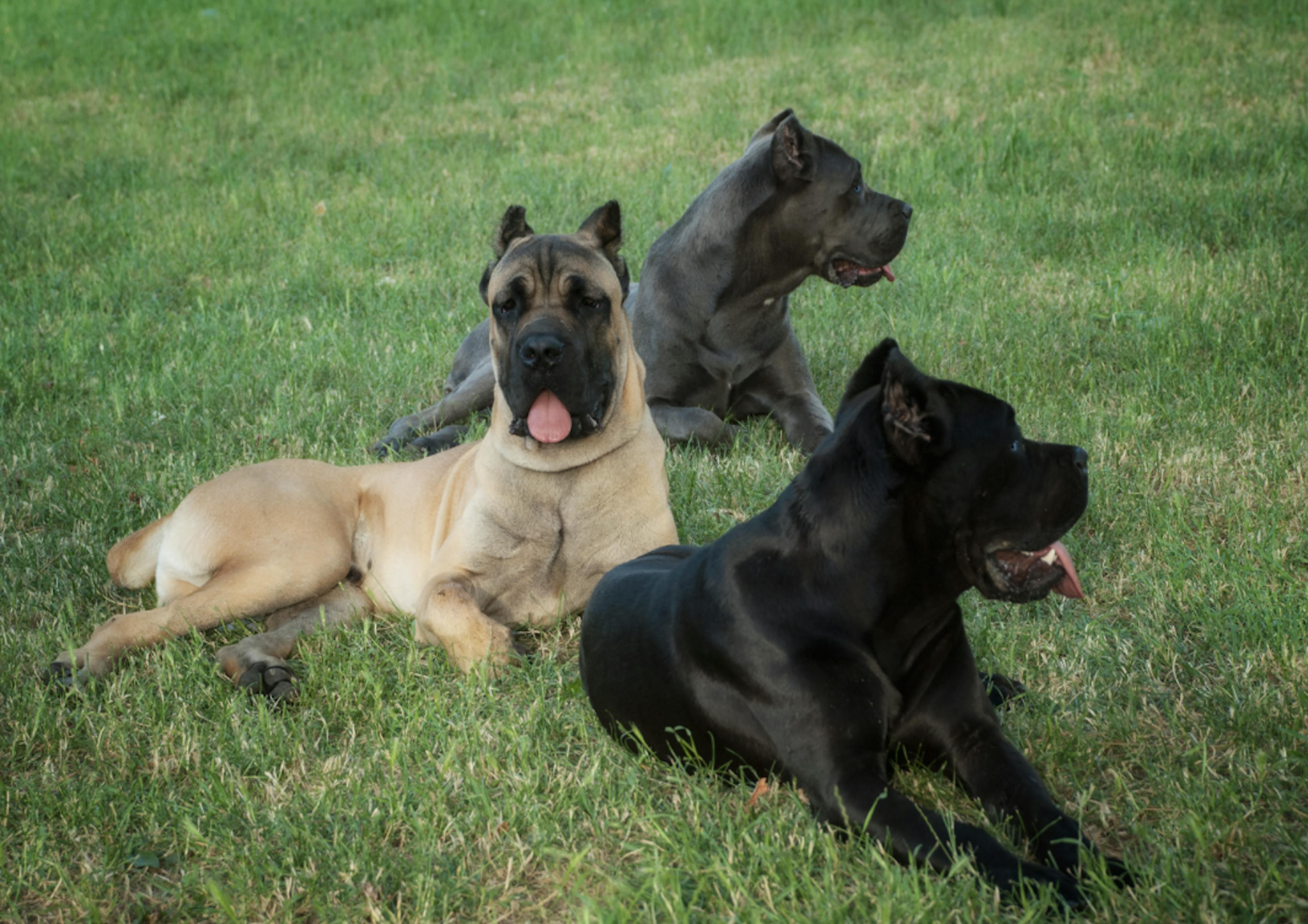 Trois Cane Corso couchés dans l'herbe