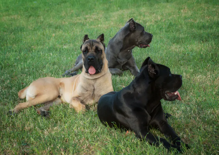 Trois Cane Corso couchés dans l'herbe