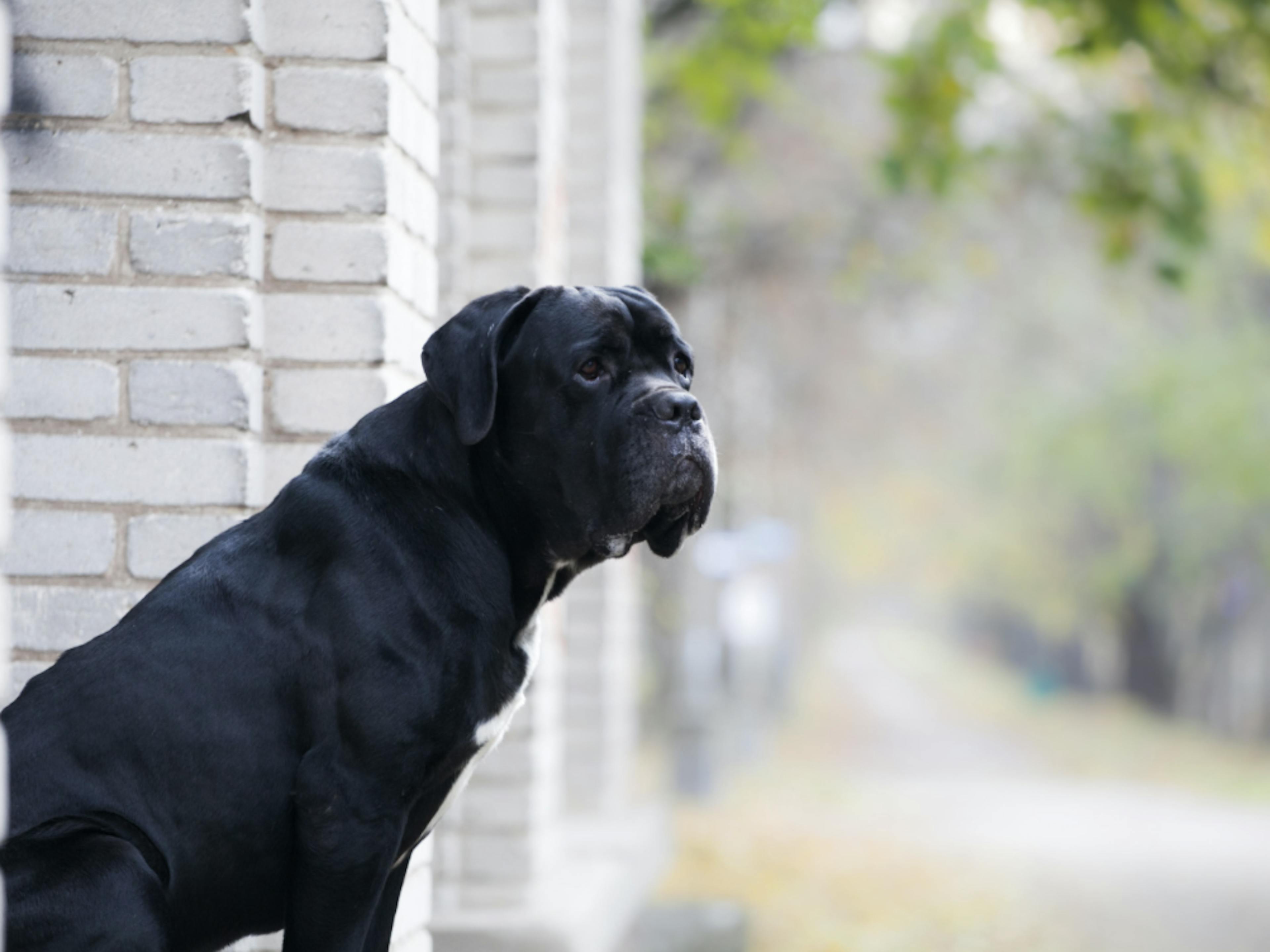 Cane Corso noir assis