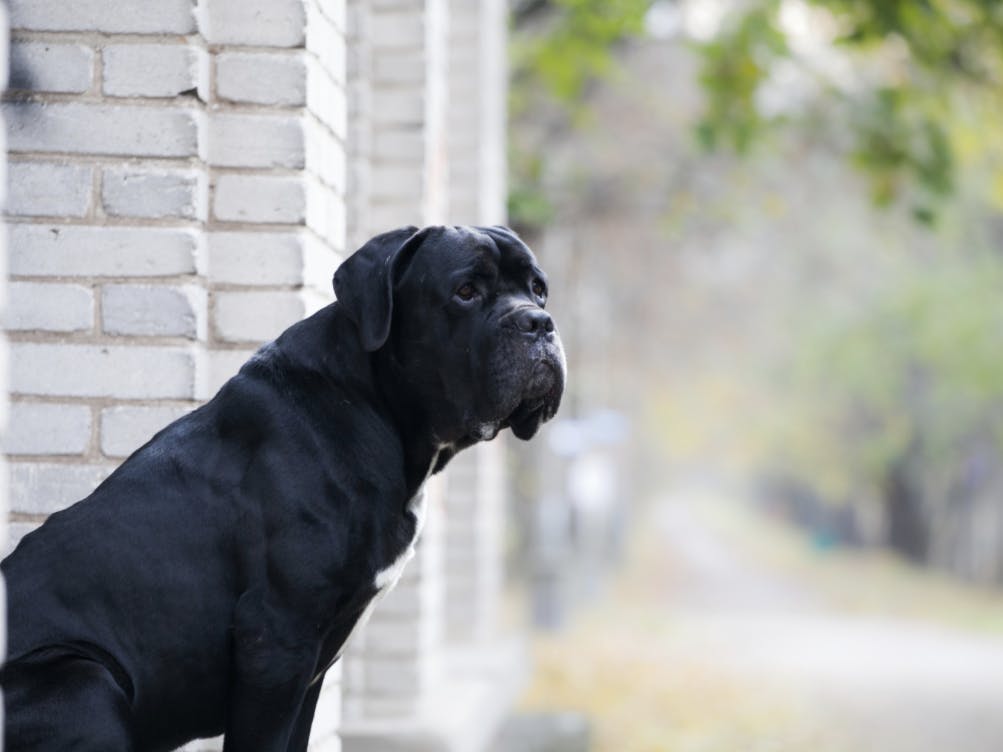 Cane Corso noir assis