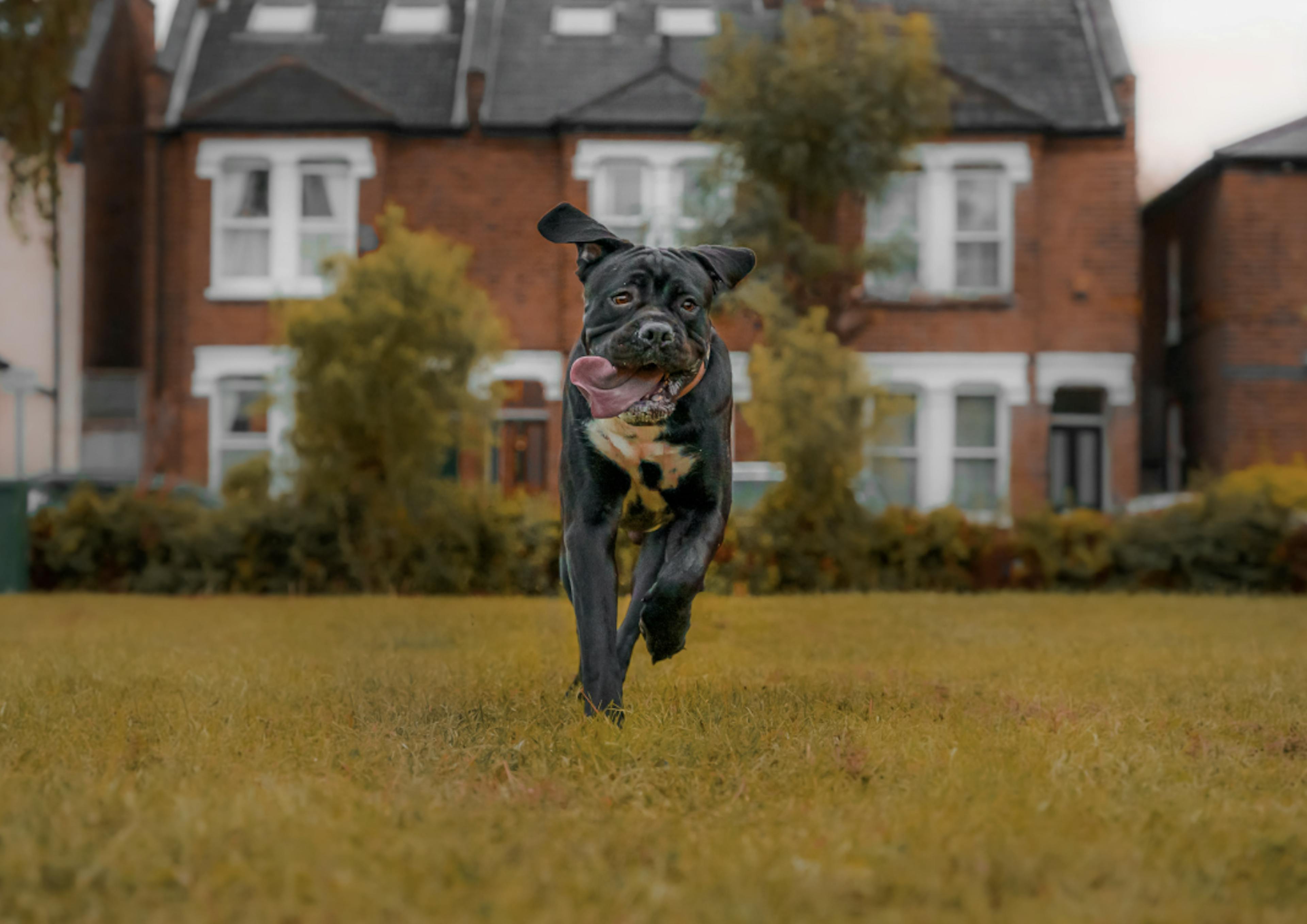 Cane Corso qui court dans un jardin