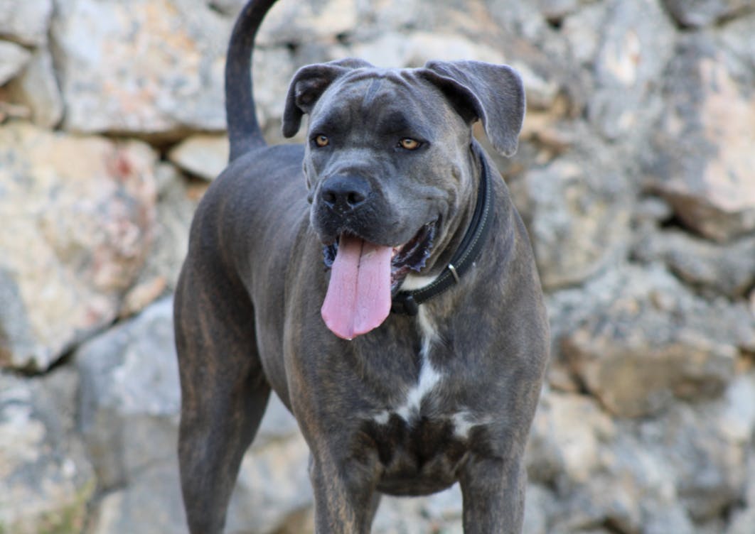 Cane Corso qui tire la langue