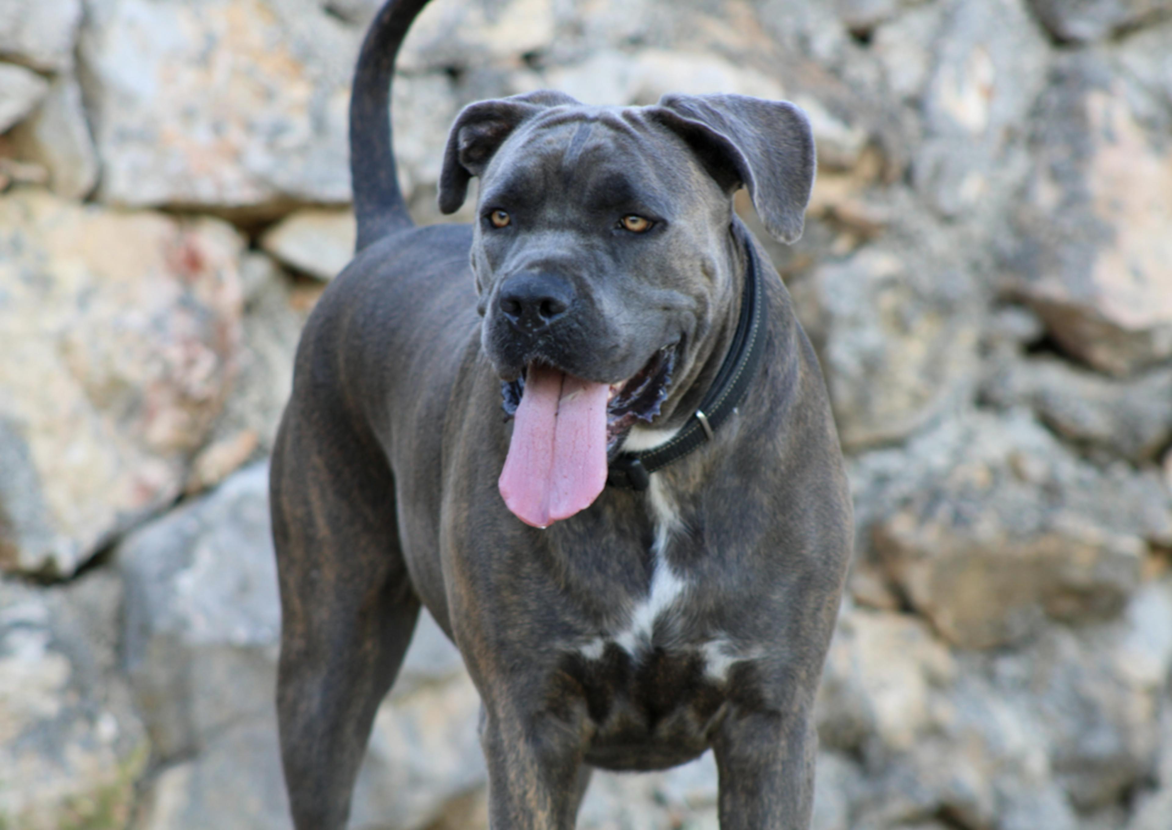 Cane Corso qui tire la langue