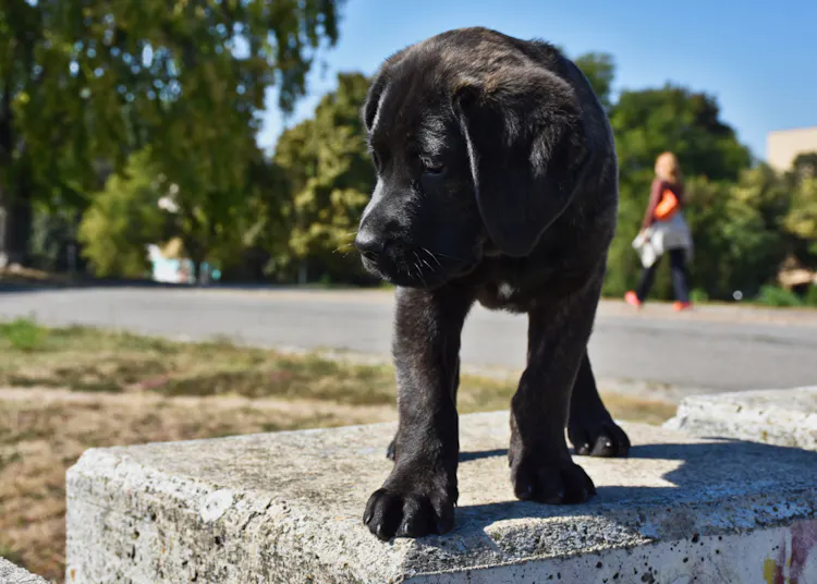 Chiot Cane Corso noir debout sur un muret