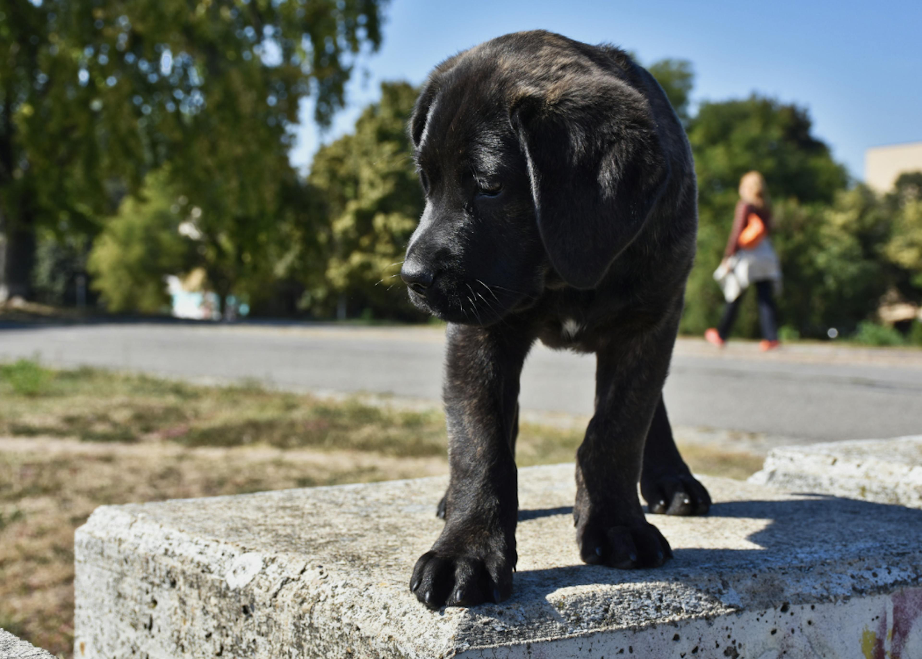 Chiot Cane Corso noir debout sur un muret 