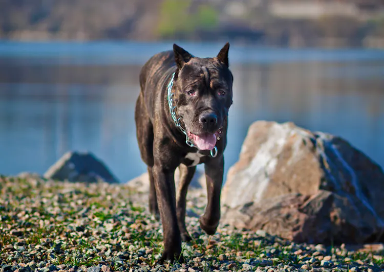 Cane Corso qui marche à côté d'un lac