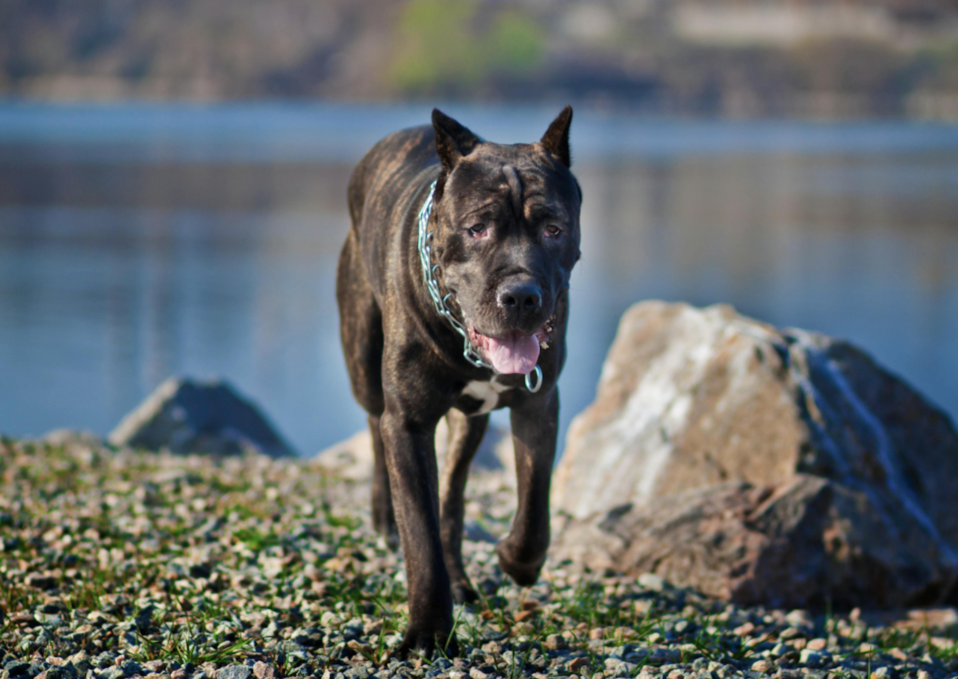 Cane Corso qui marche à côté d'un lac