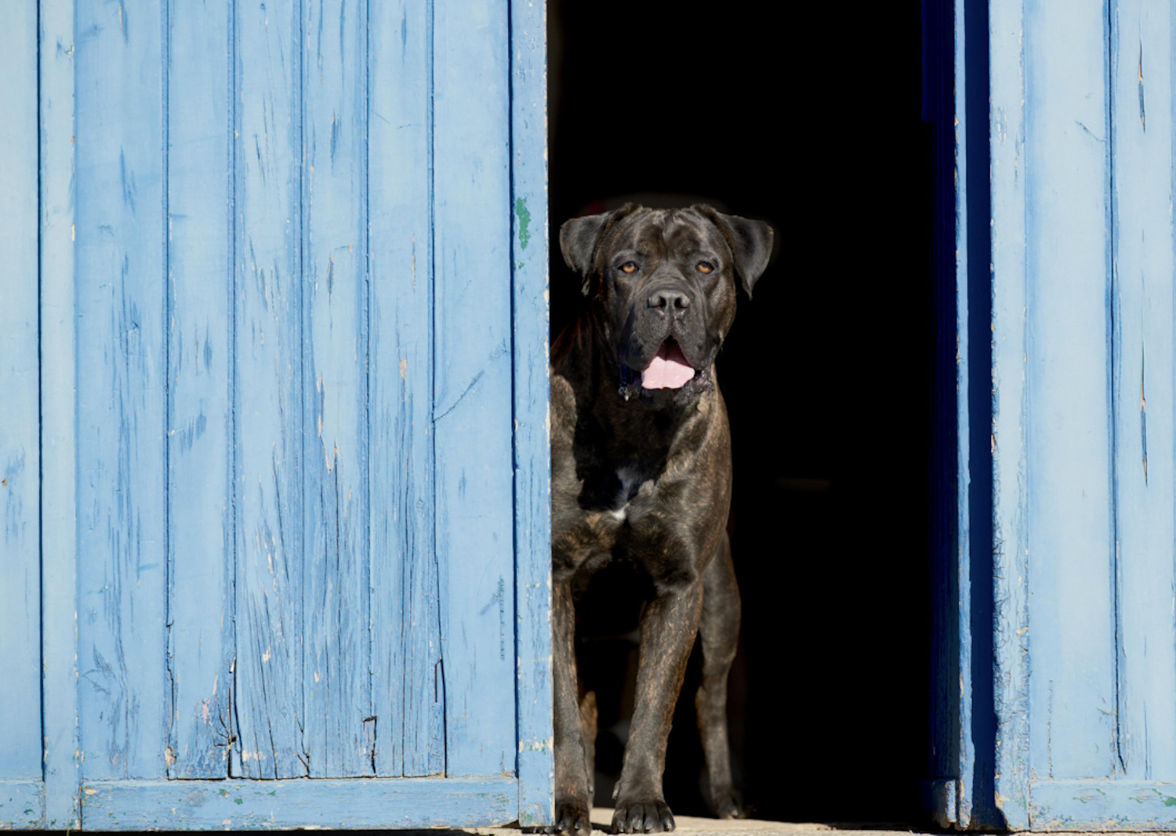 Cane Corso debout devant une porte bleu