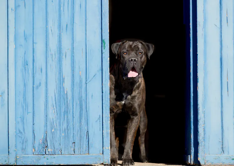 Cane Corso debout devant une porte bleu
