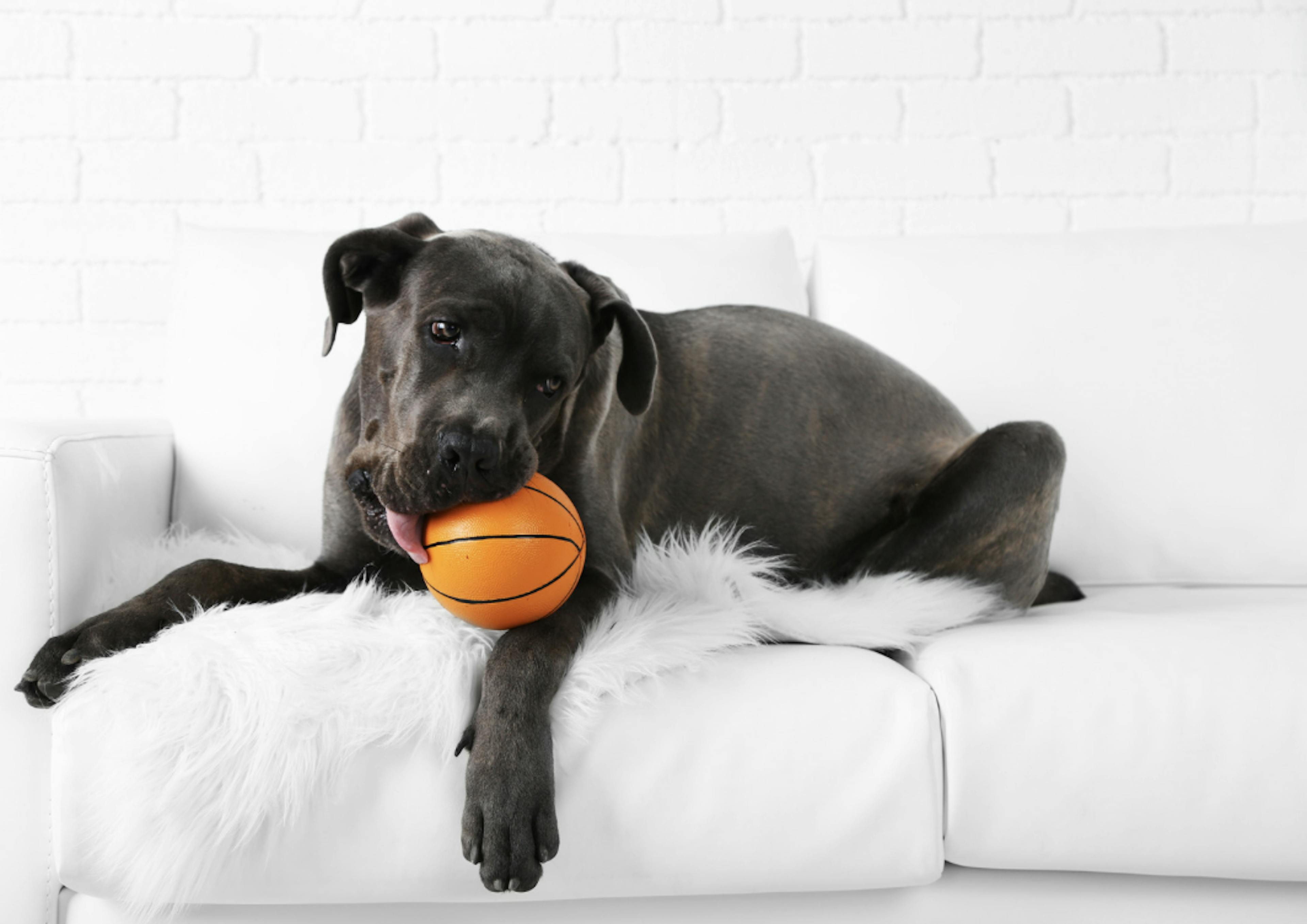 Cane Corso couché sur un canapé et qui mâche une balle de bascket