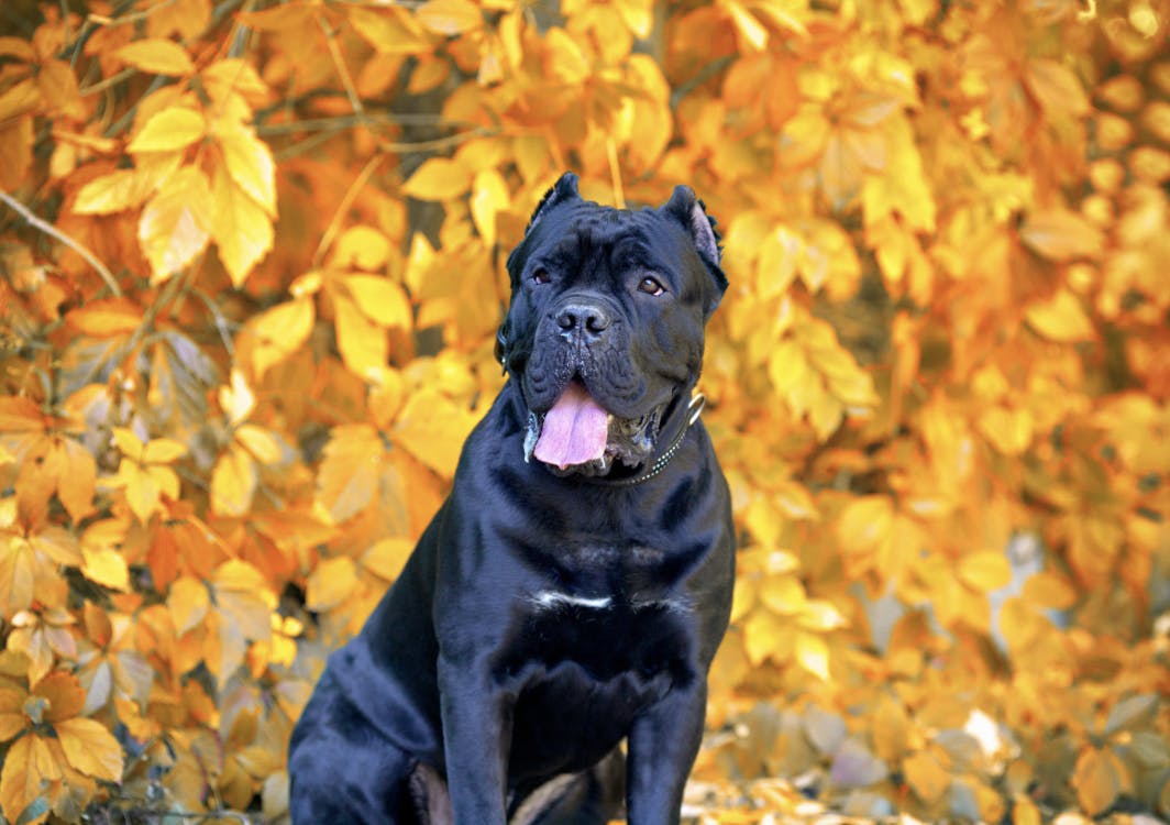 Cane Corso assis devant des feuilles d'automne