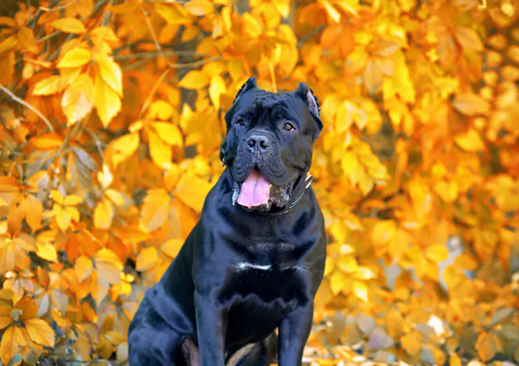 Cane Corso assis devant des feuilles d'automne