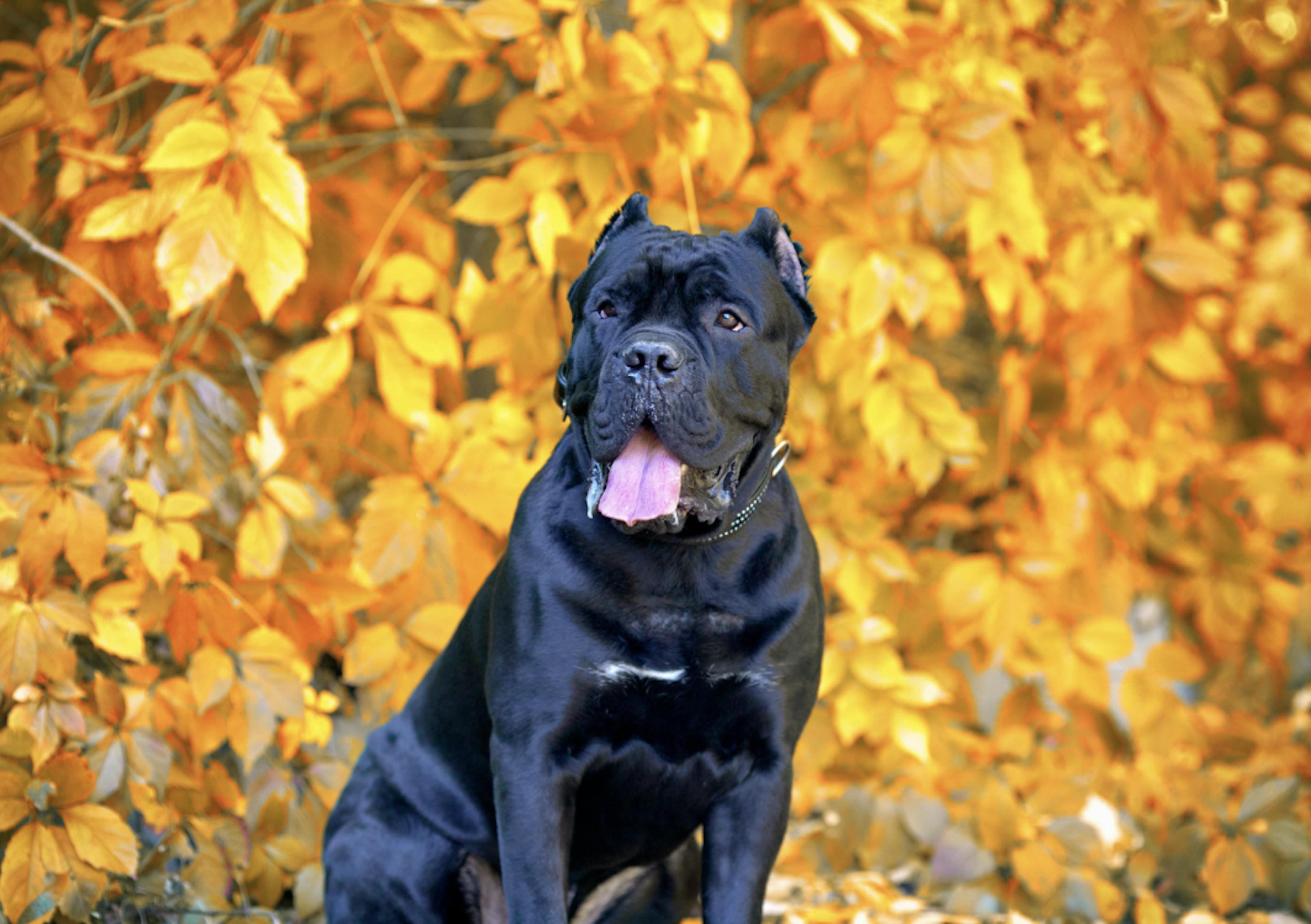 Cane Corso assis devant des feuilles d'automne 