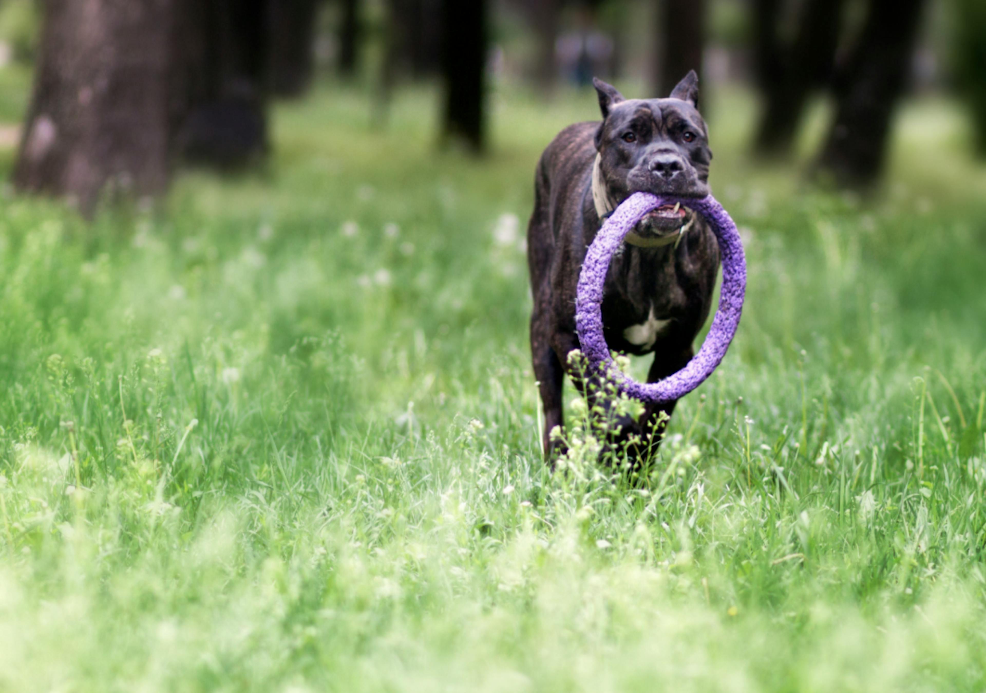 Cane Corso qui court avec un jouet