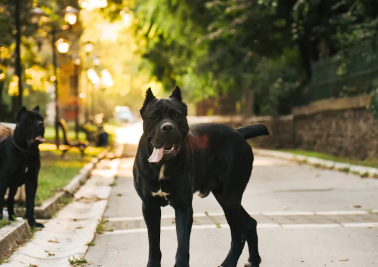 Deux beaux Cane Corso qui se baladent